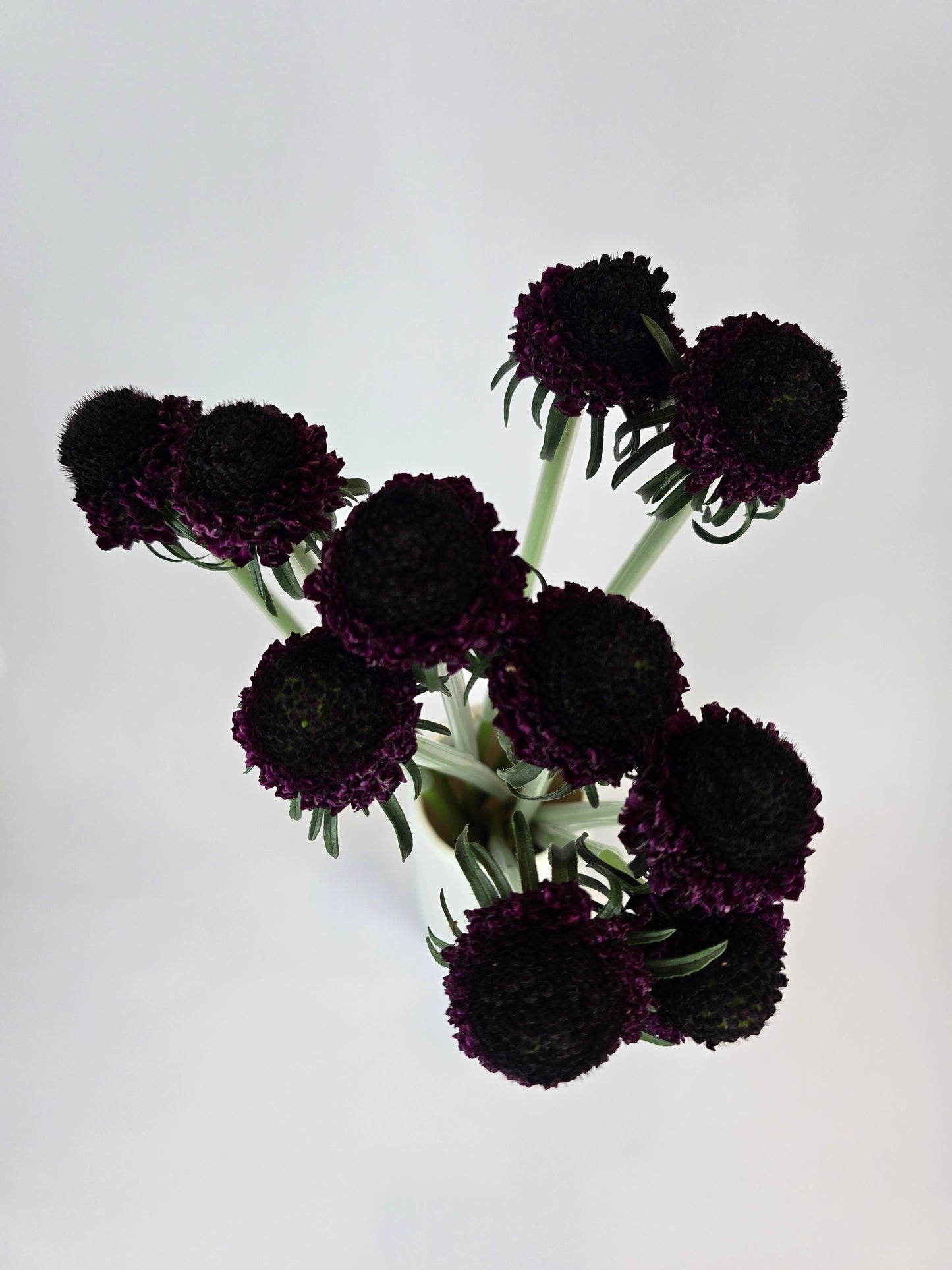 Burgundy Scabiosa