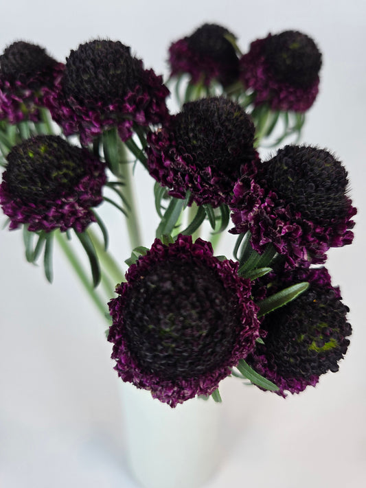 Burgundy Scabiosa