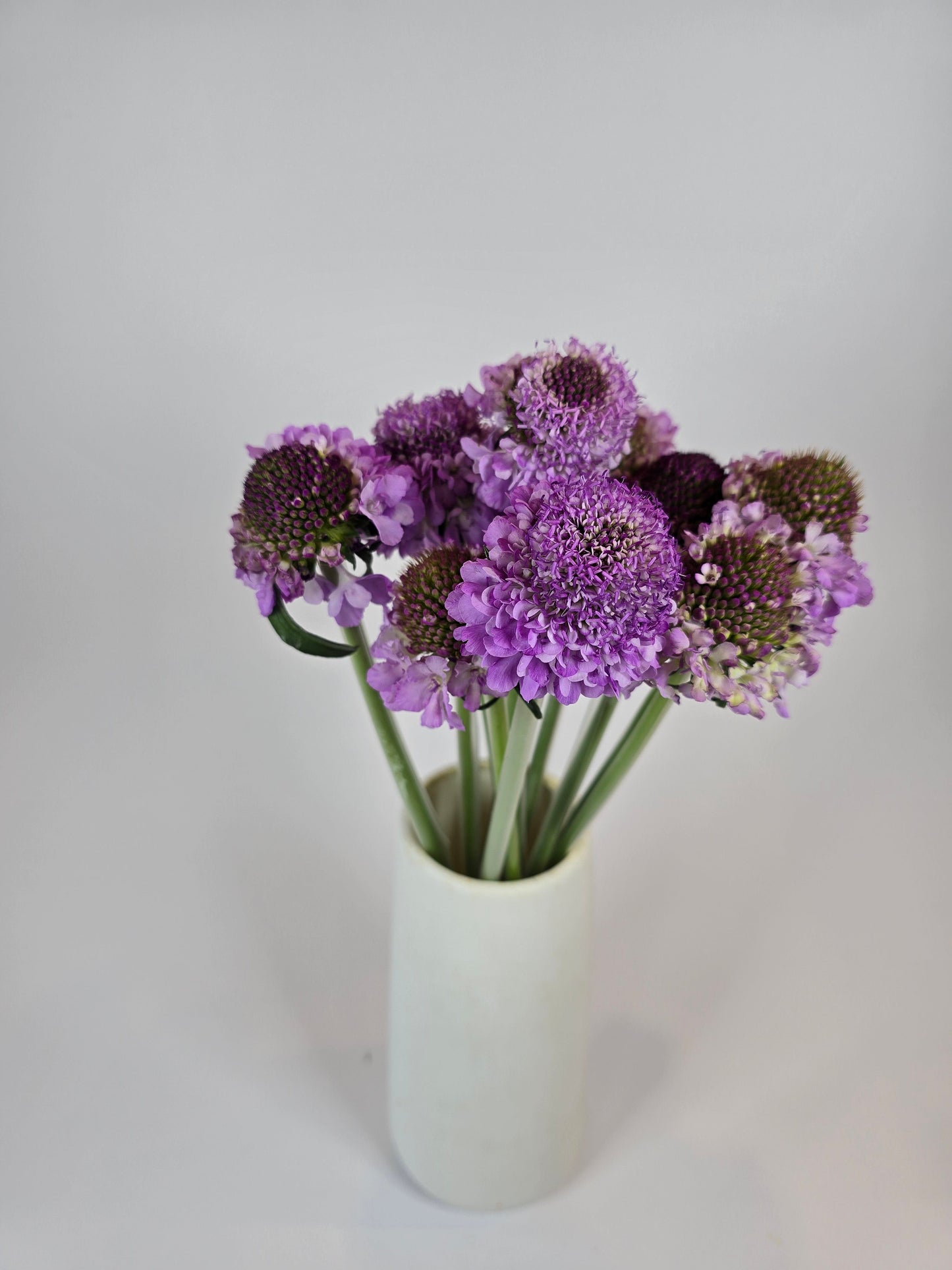 Lavender Scabiosa