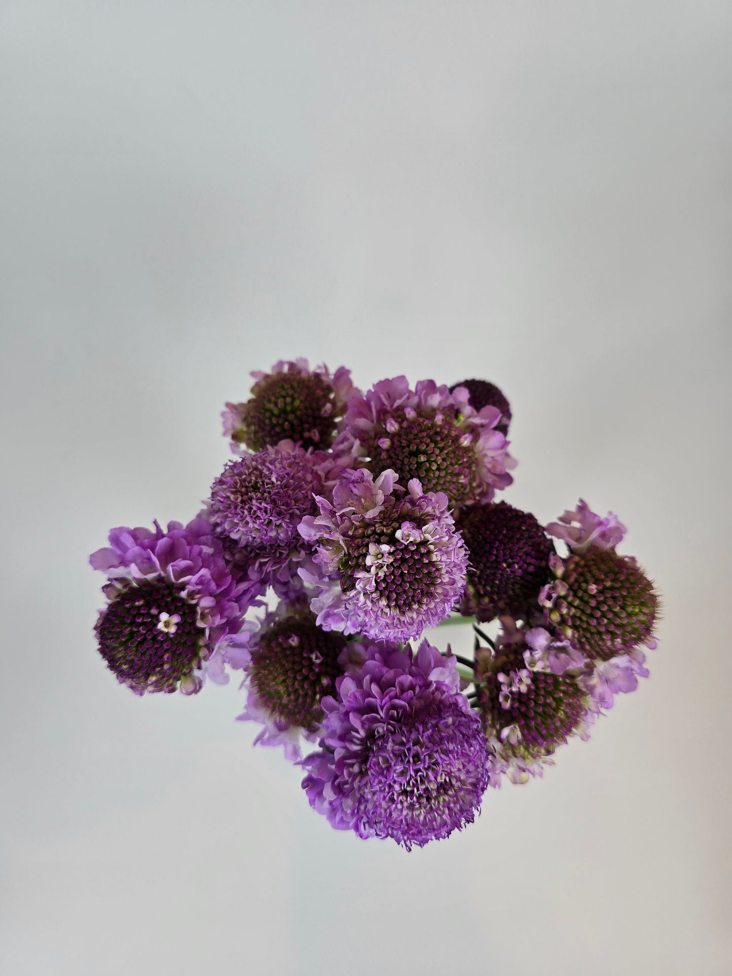 Lavender Scabiosa