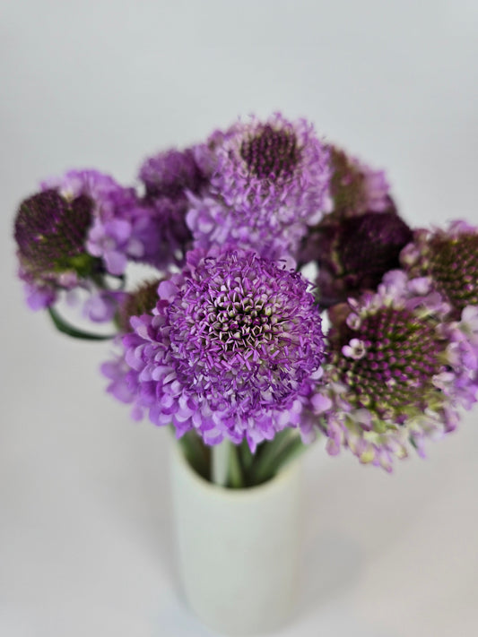 Lavender Scabiosa