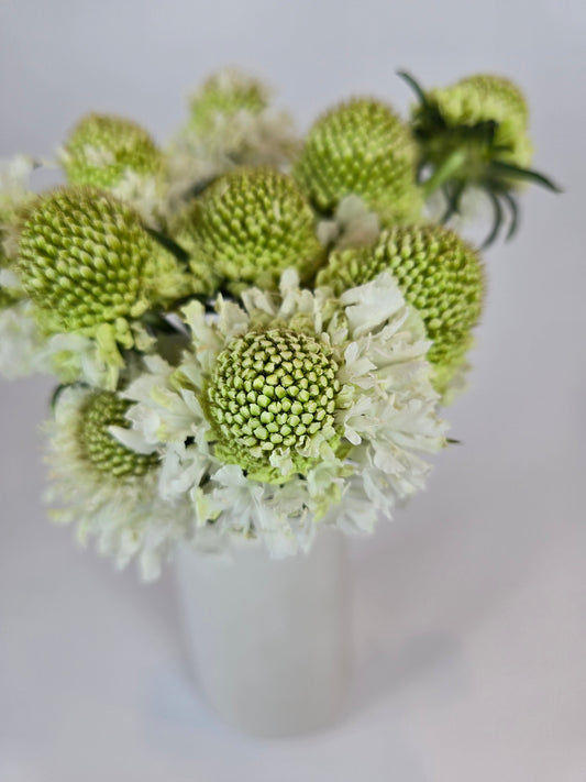 White Scabiosa