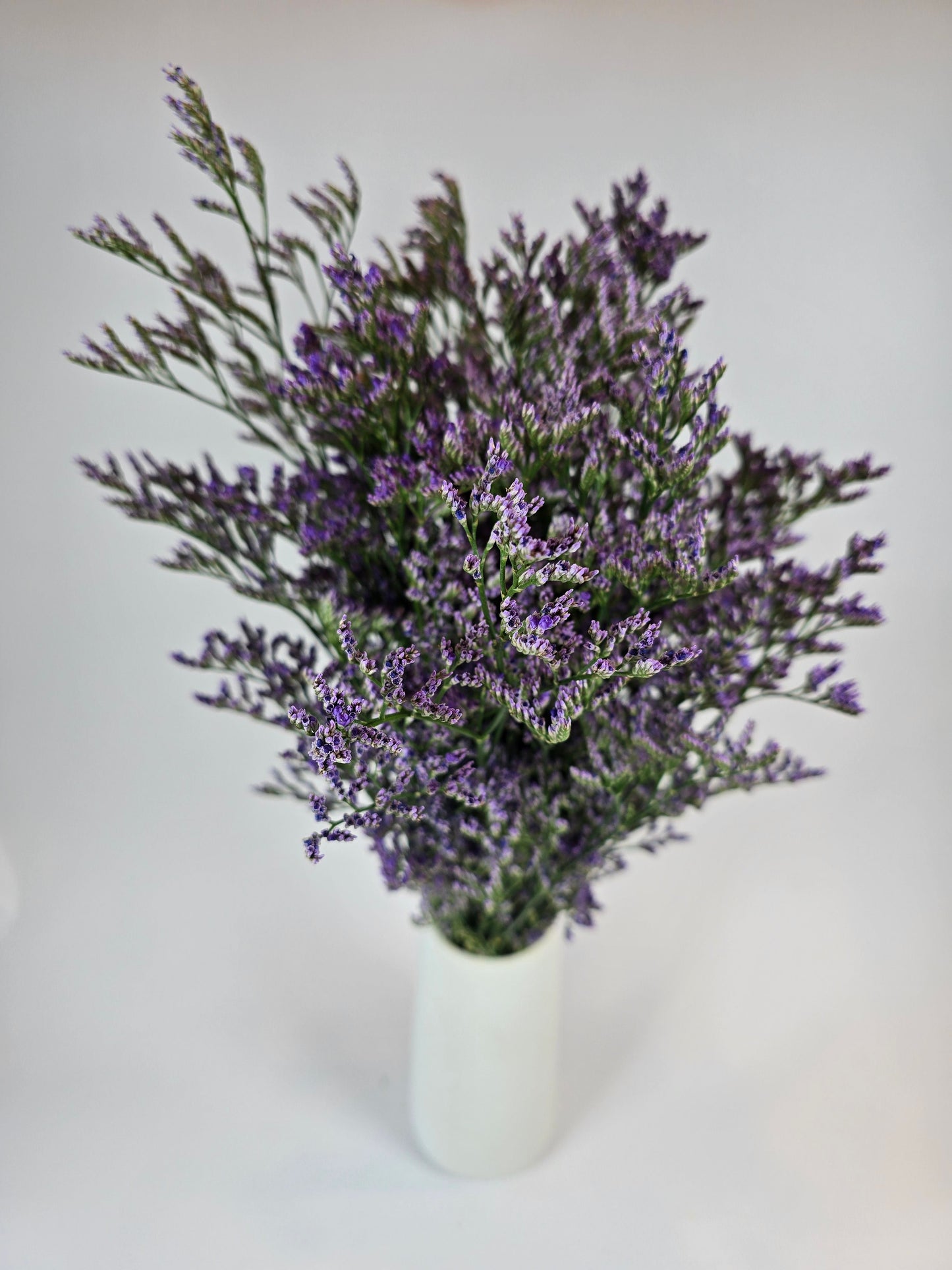 Purple Limonium