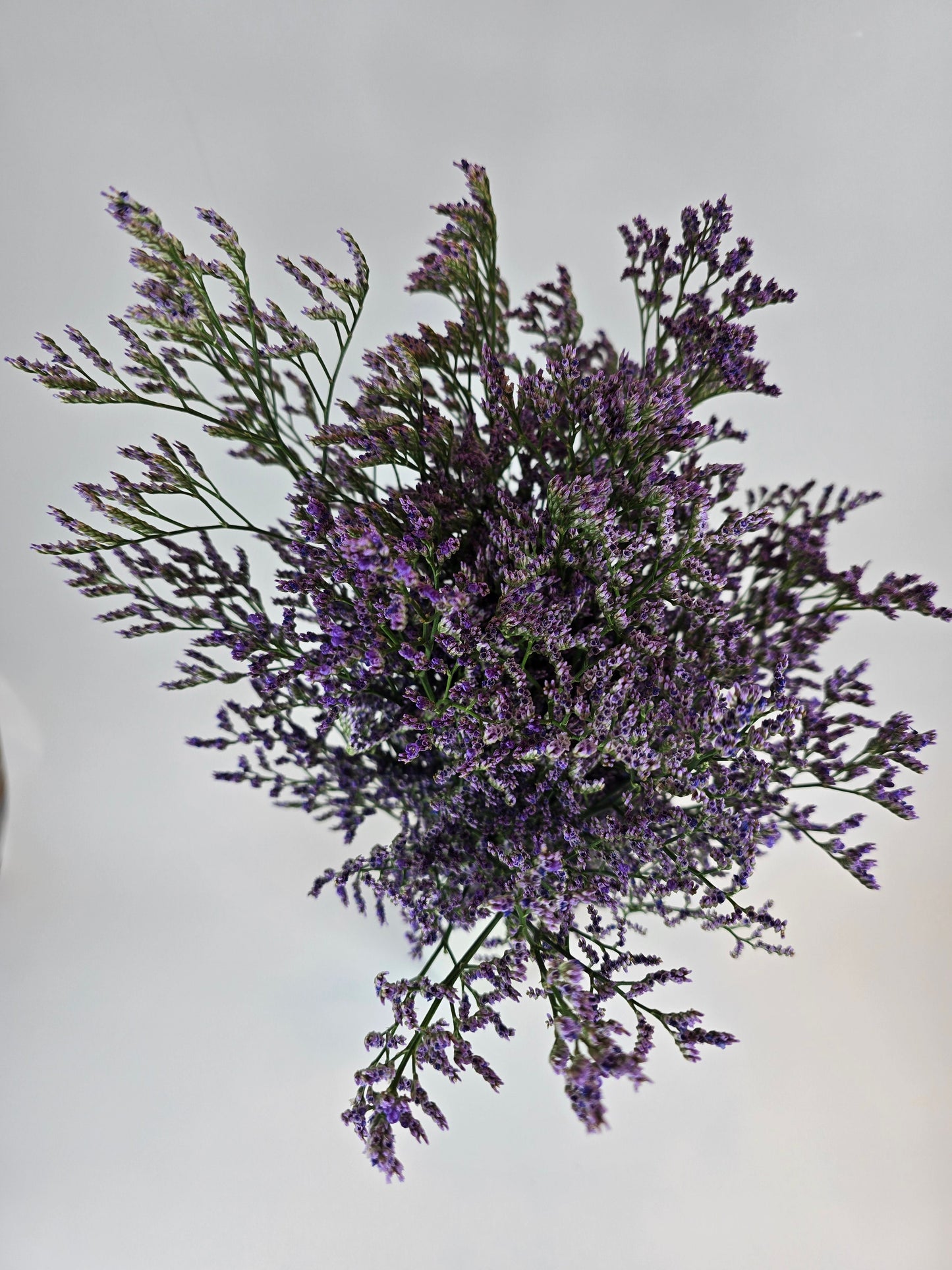 Purple Limonium