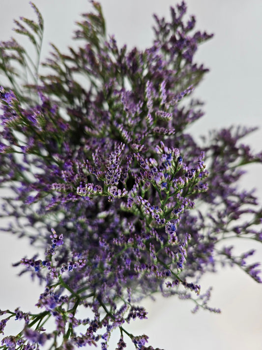 Purple Limonium