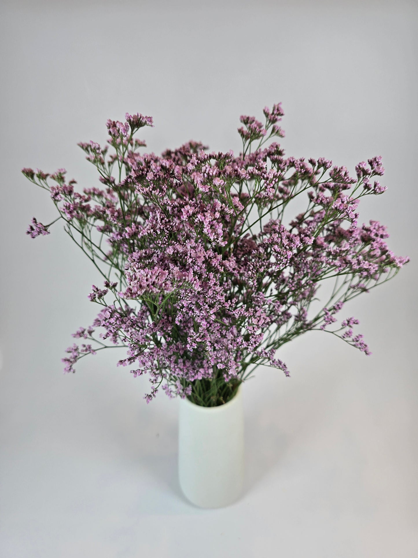 Pink Limonium