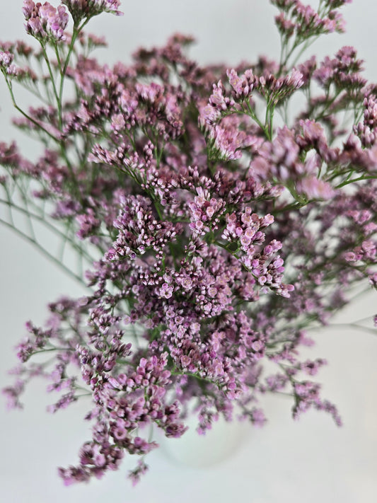 Pink Limonium