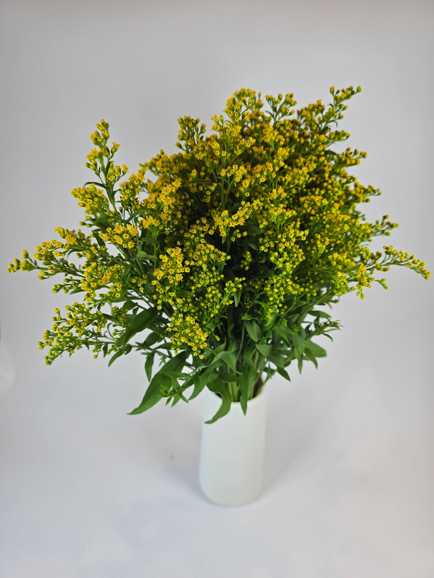 Yellow Solidago