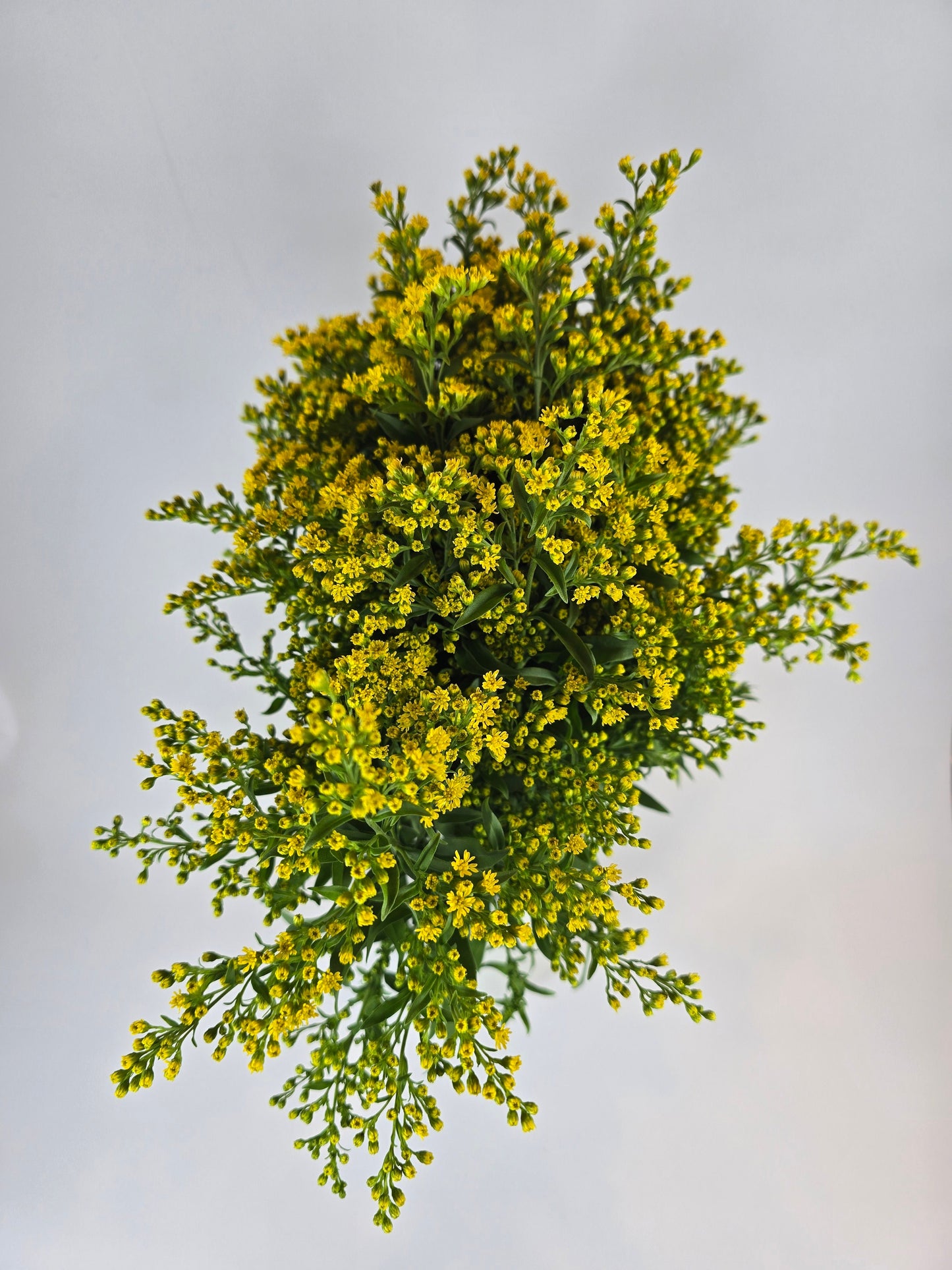 Yellow Solidago