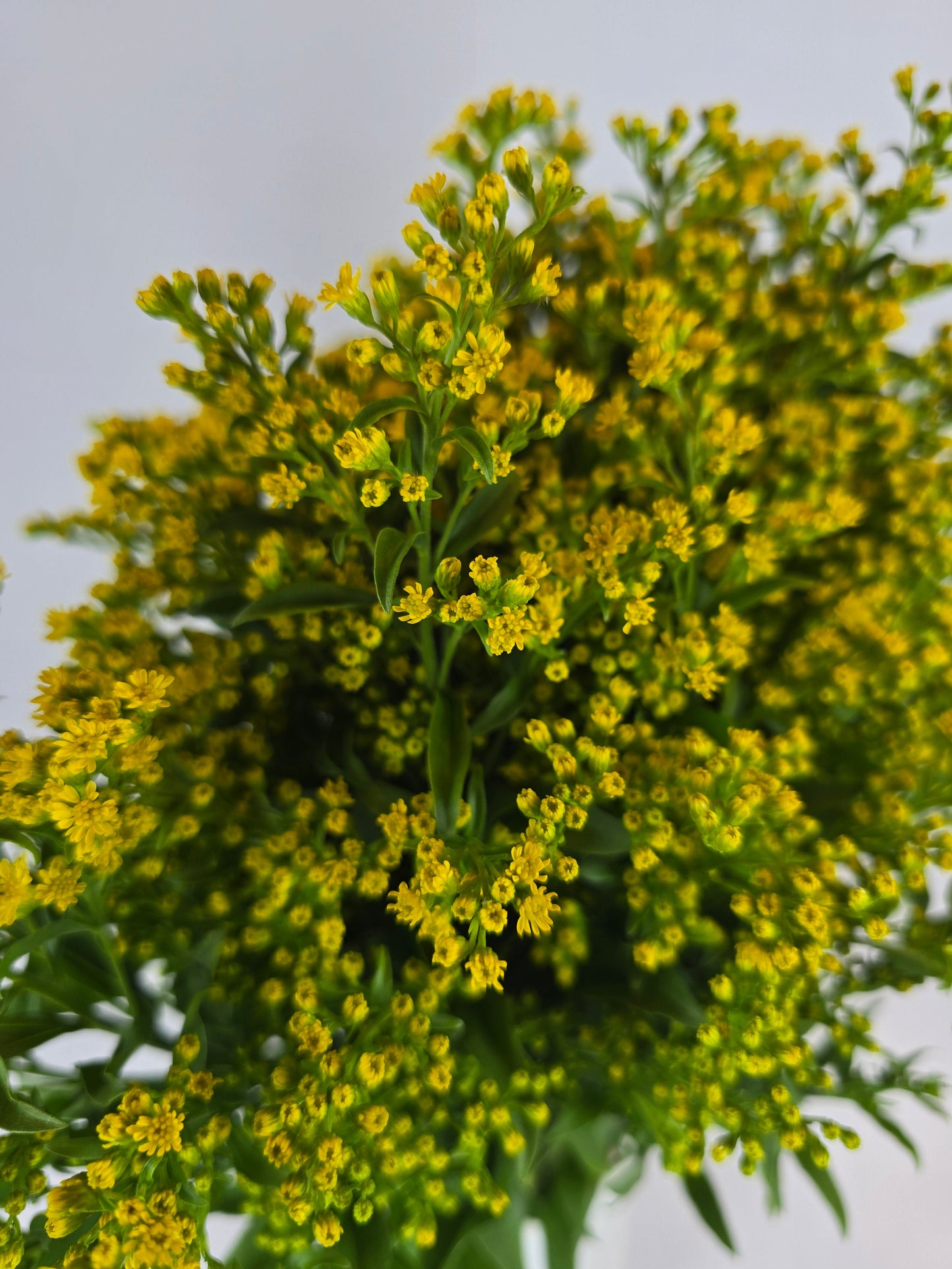 Yellow Solidago