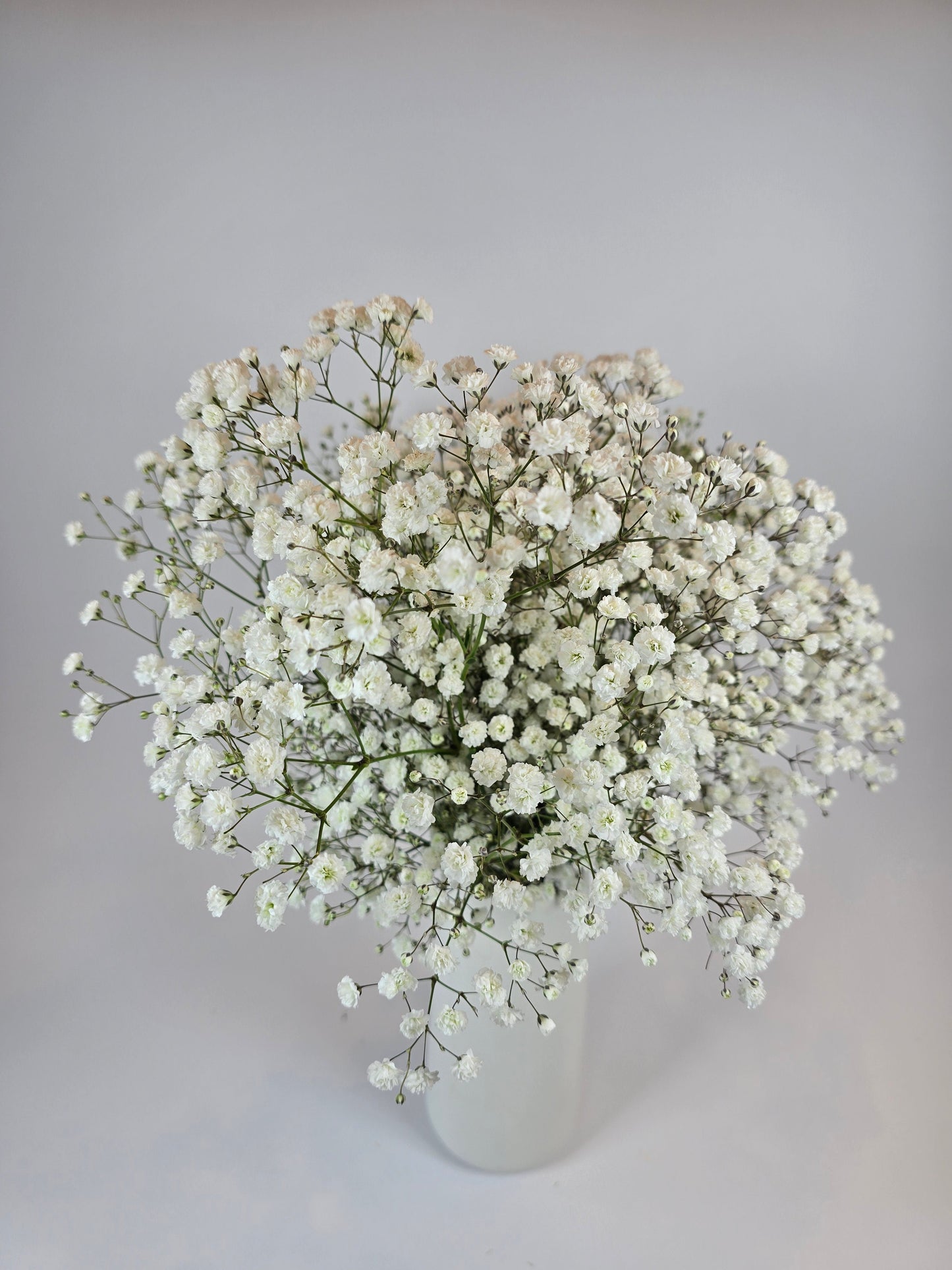 White Baby's Breath