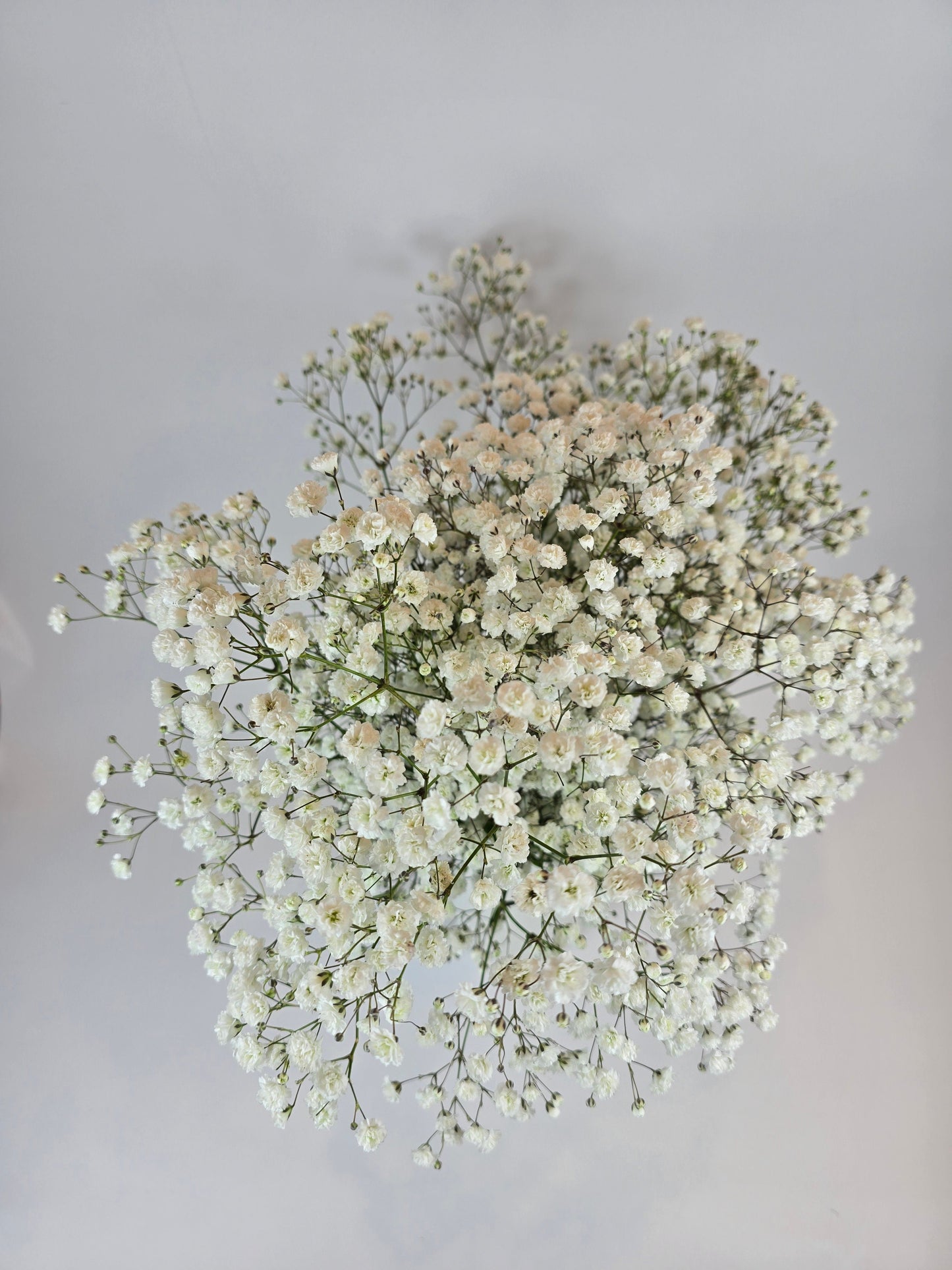 White Baby's Breath