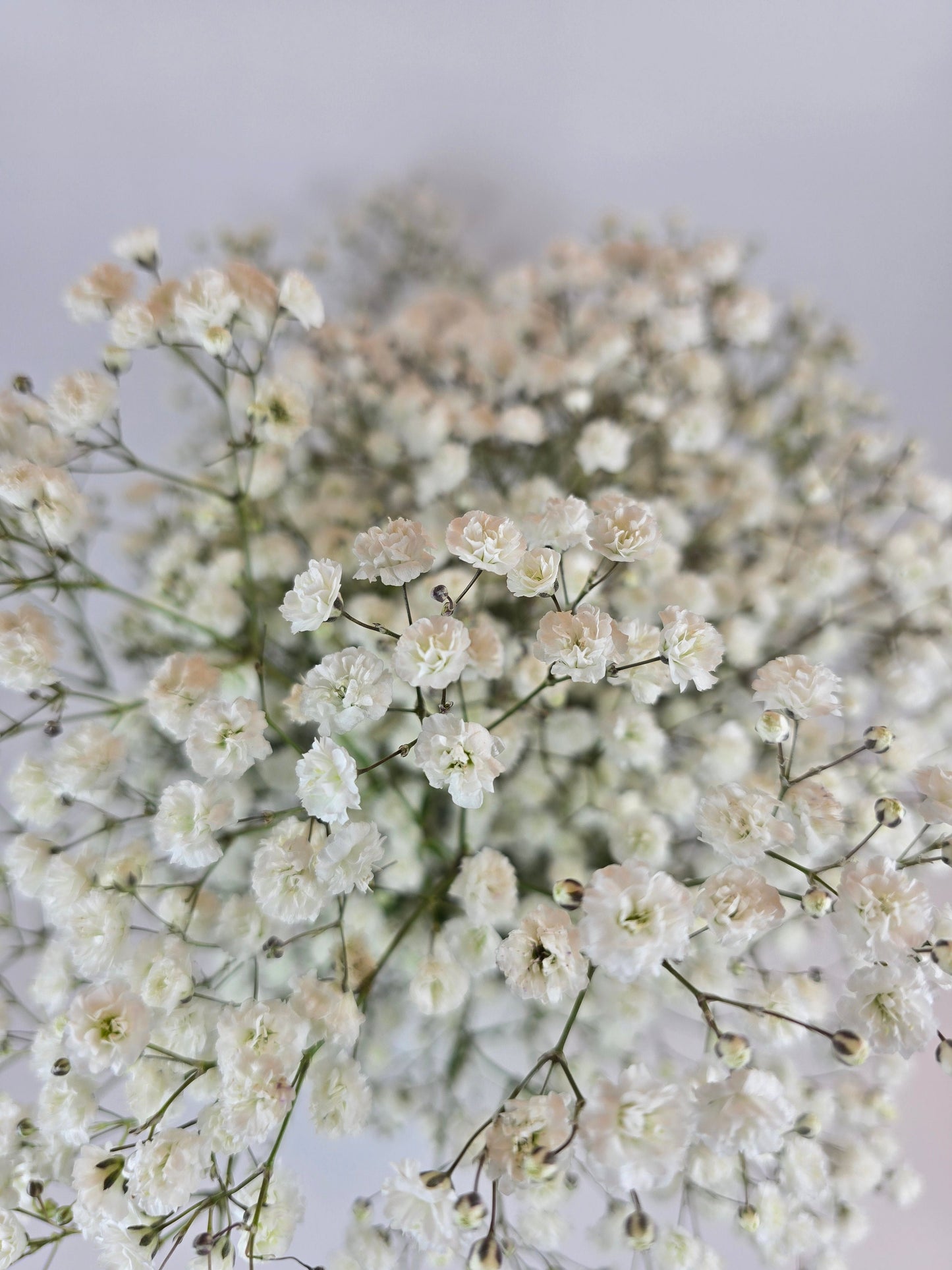 White Baby's Breath