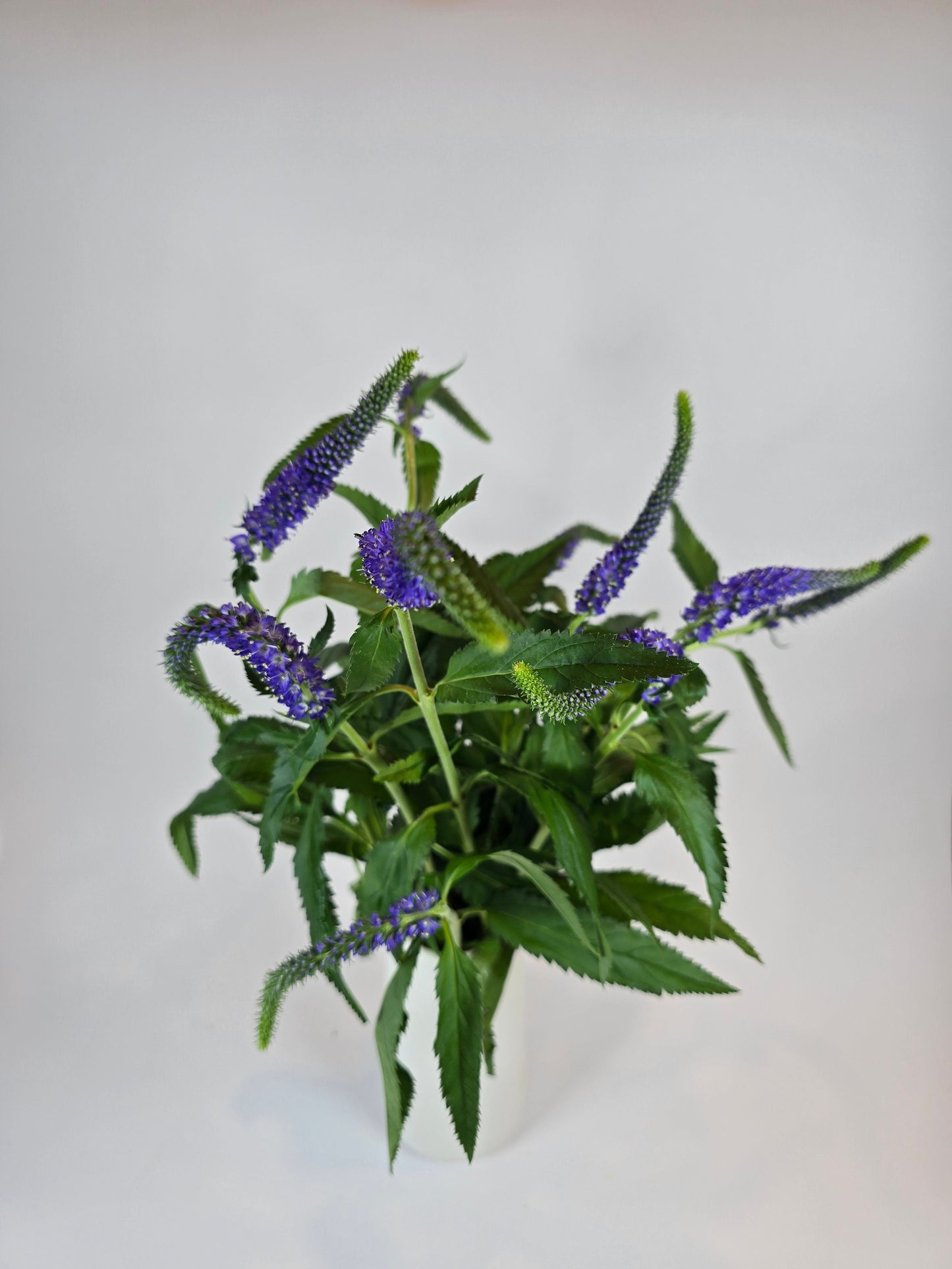 Blue Purple Veronica