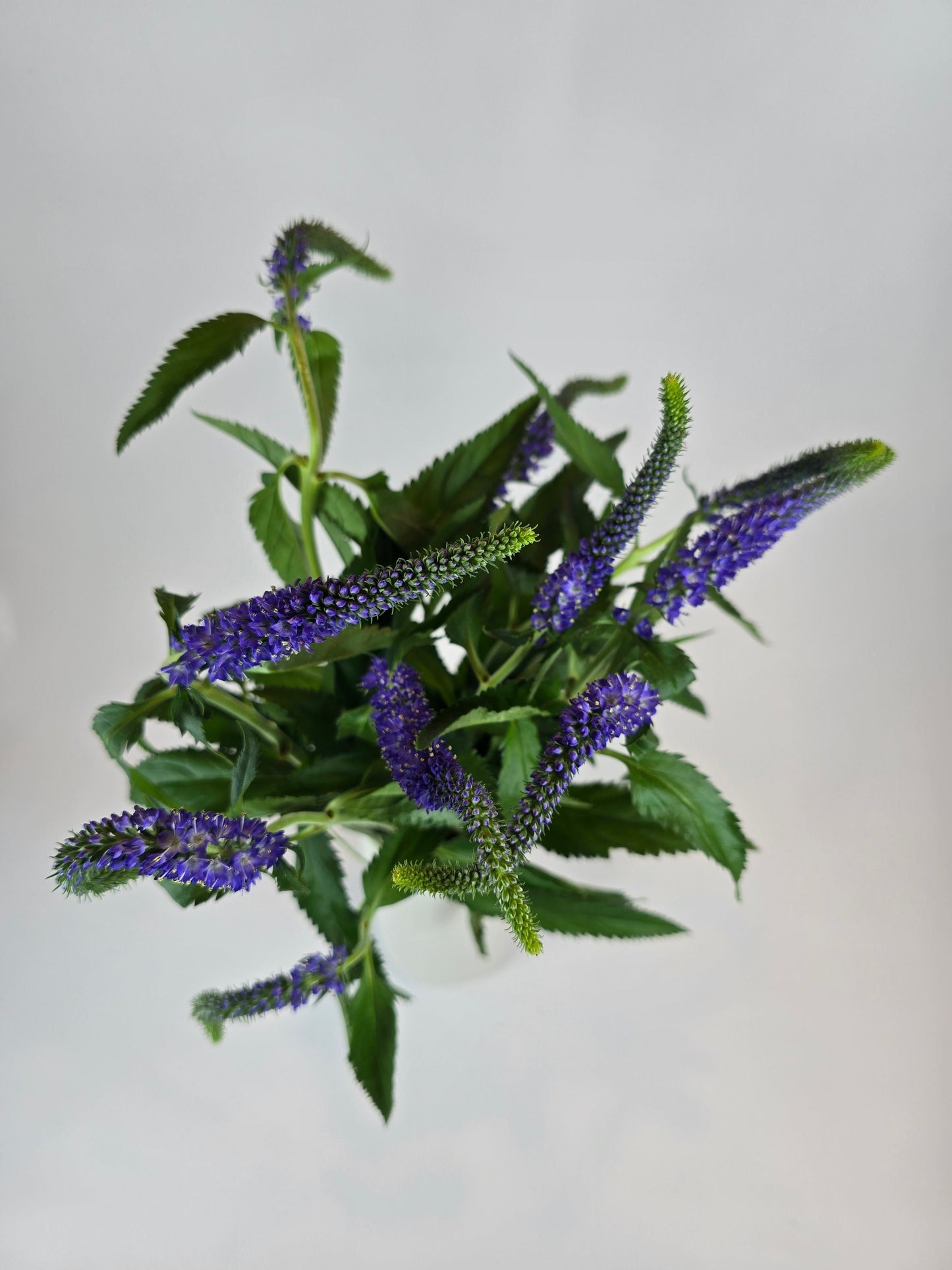 Blue Purple Veronica