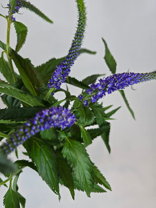 Blue Purple Veronica