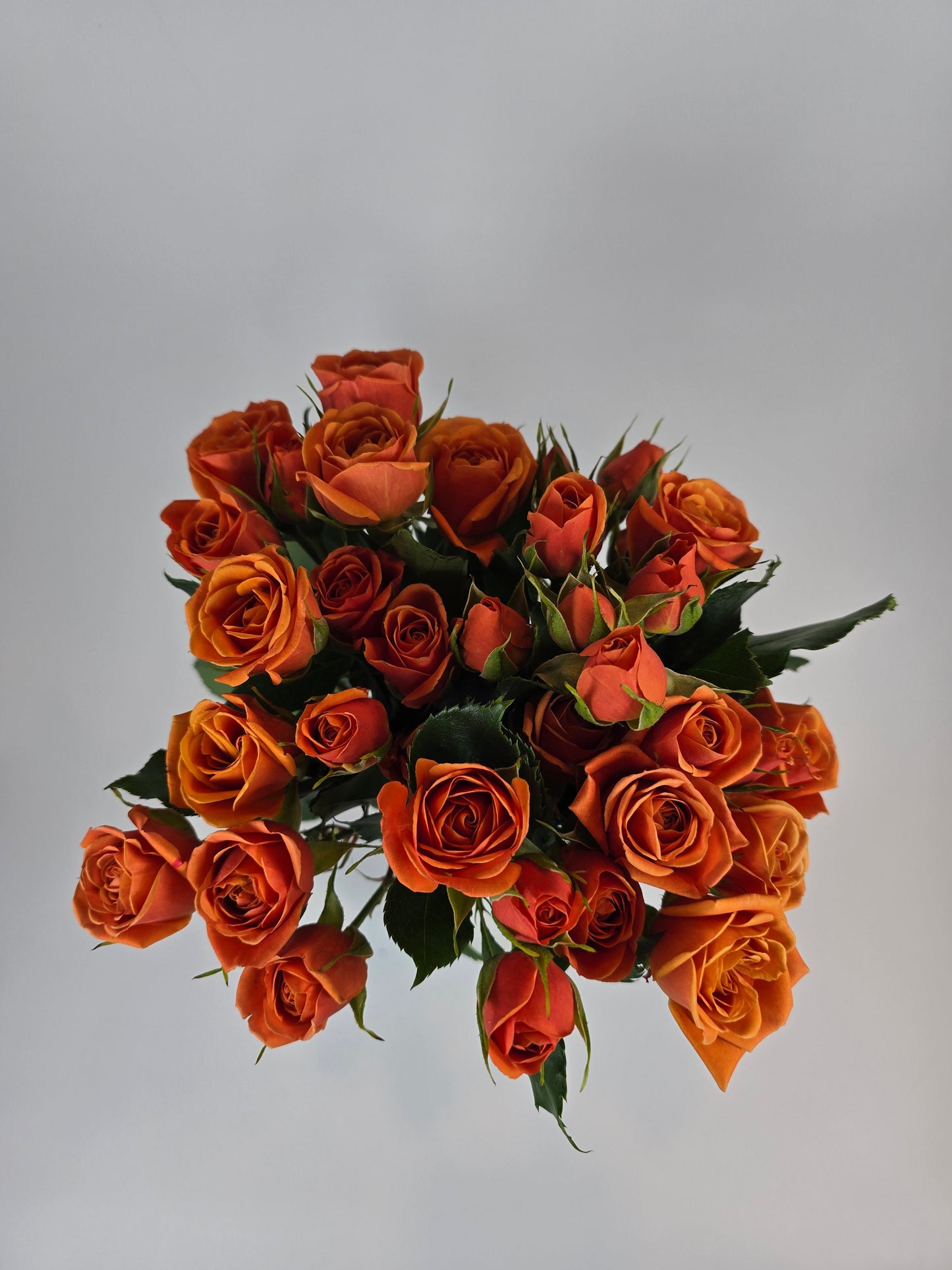 Orange Spray Rose