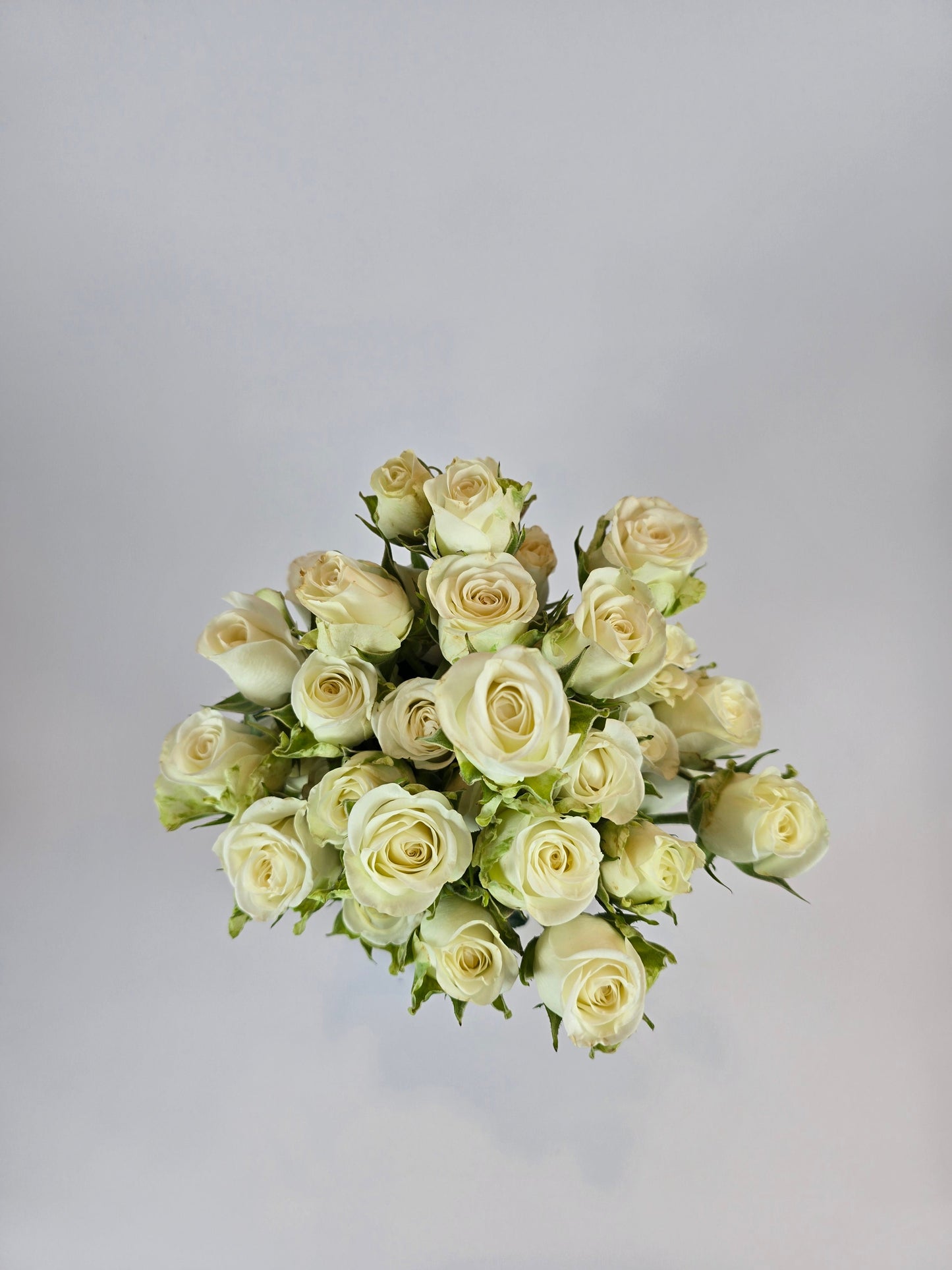 White Spray Rose