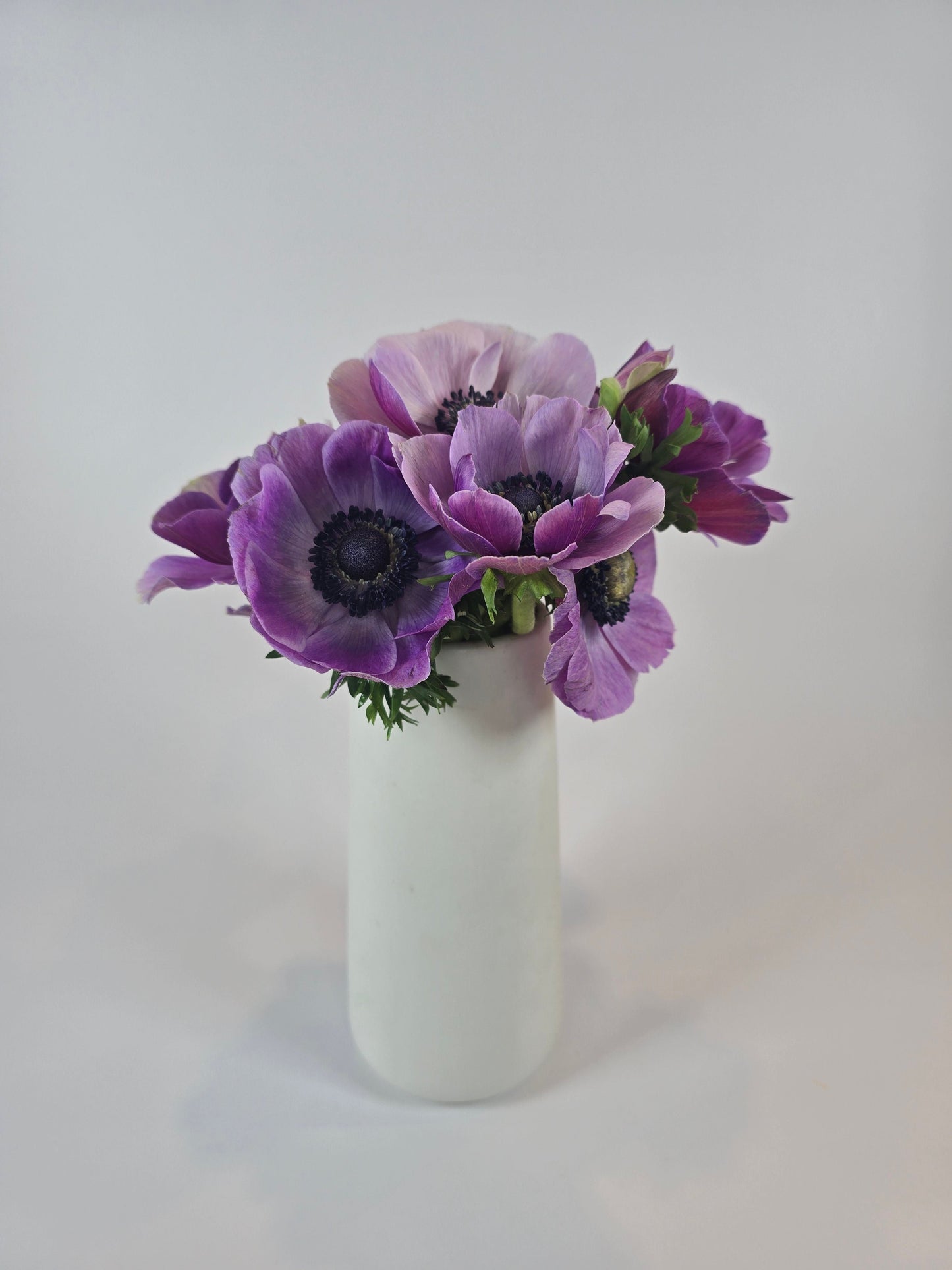 Lavender Anemones