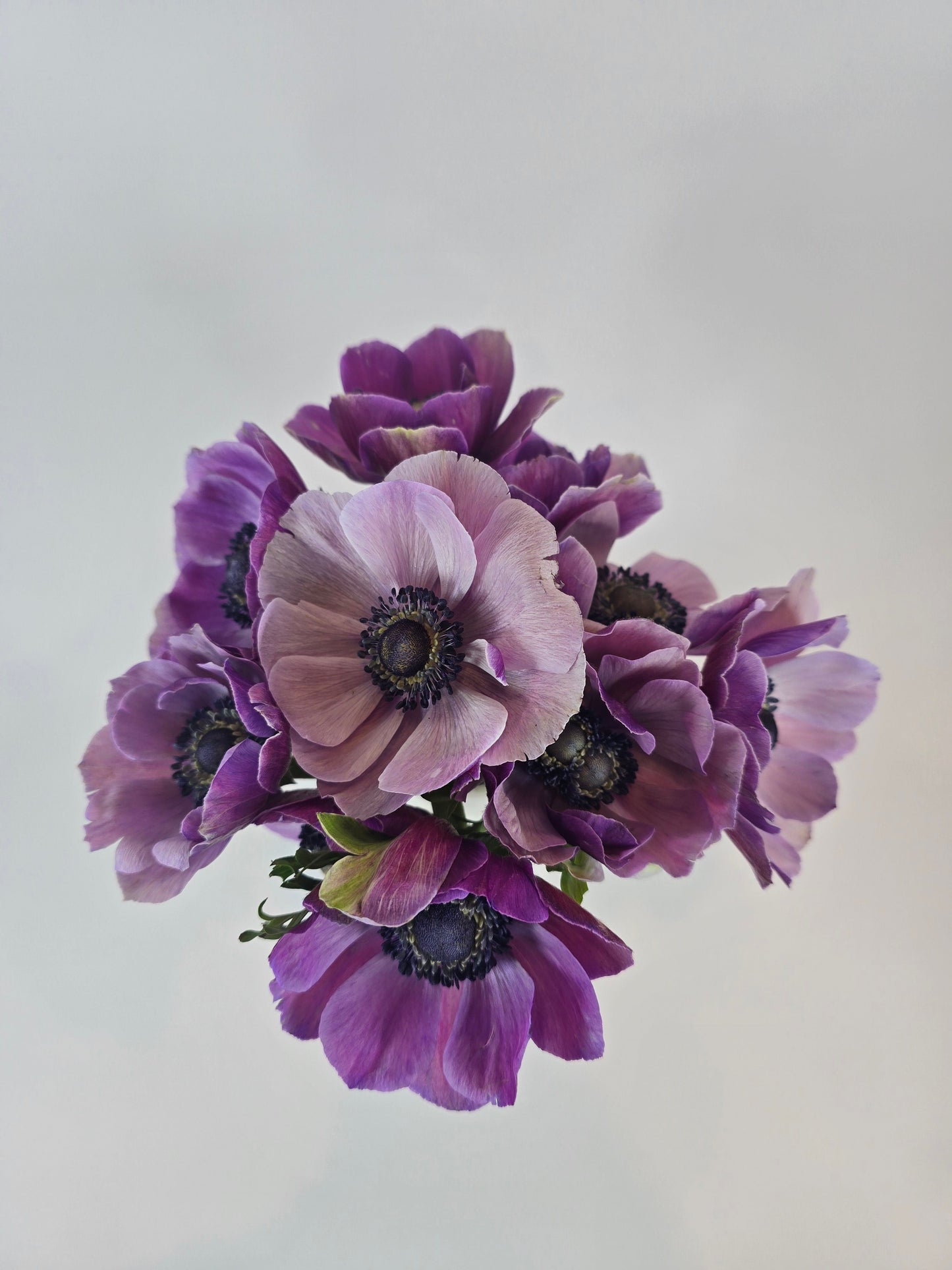 Lavender Anemones