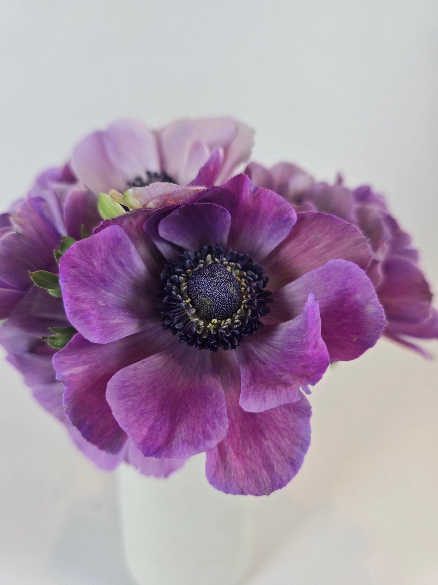 Lavender Anemones