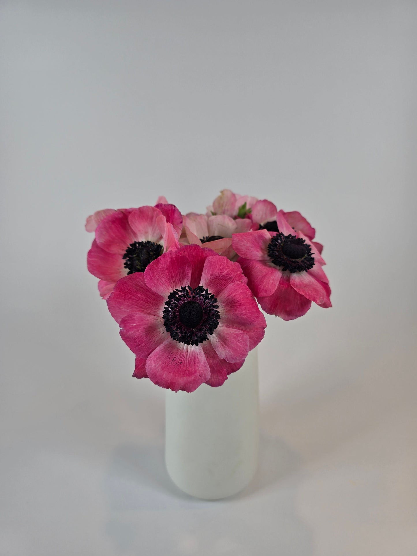 Pink Anemones