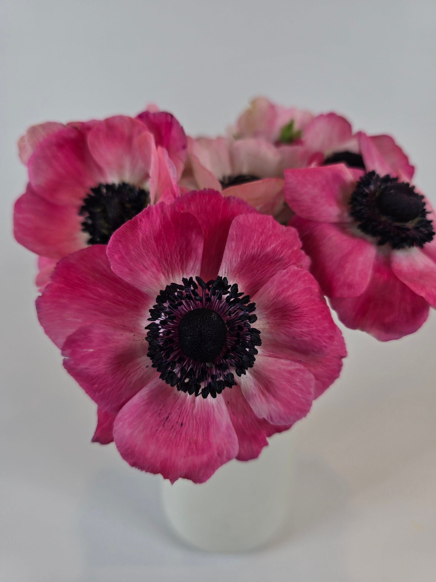 Pink Anemones