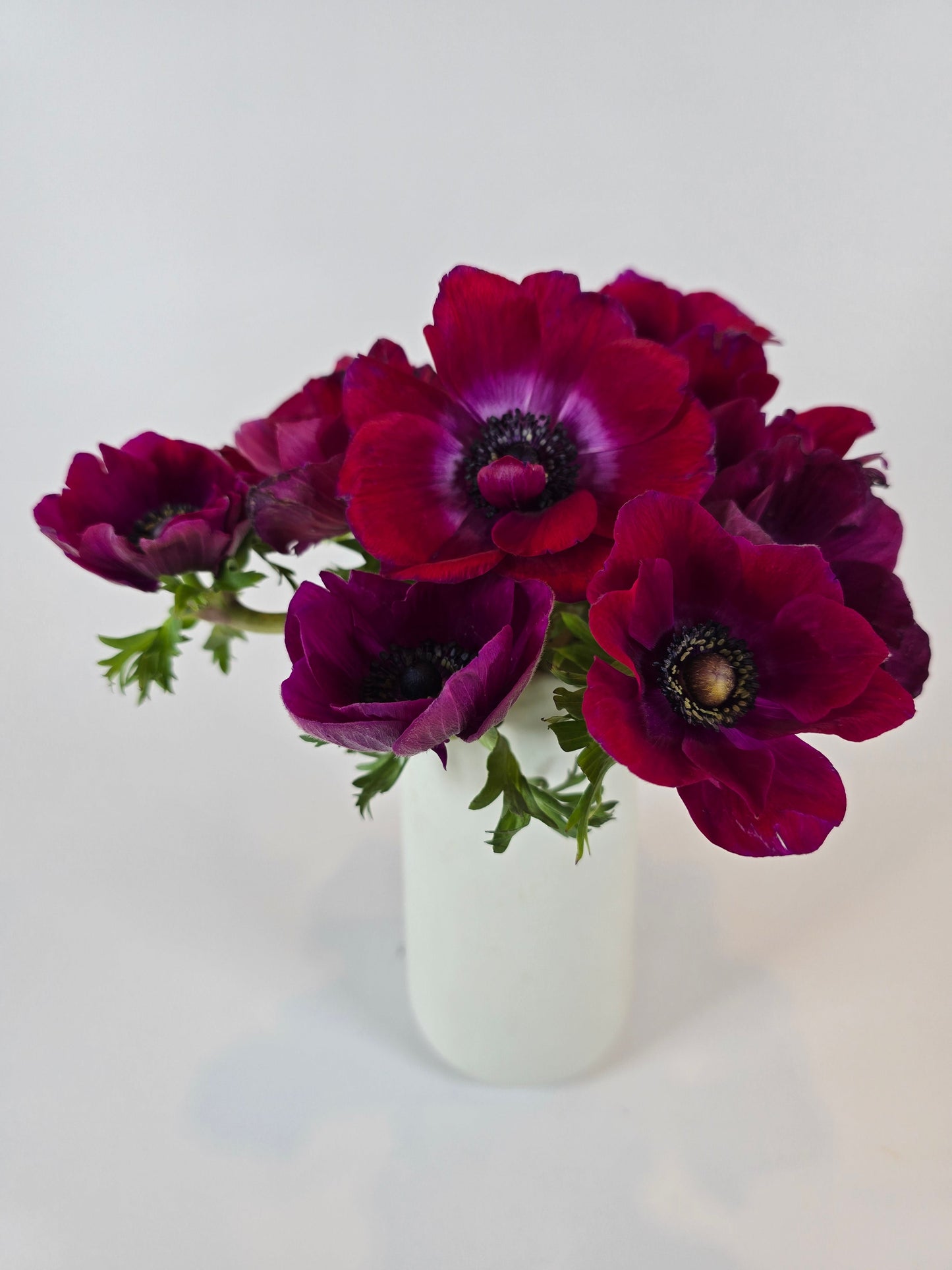 Hot Pink Purple Anemones