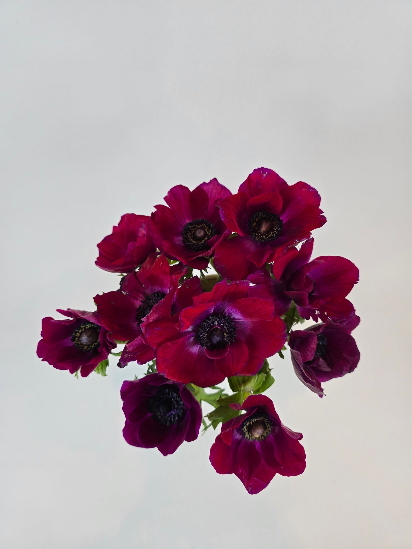 Hot Pink Purple Anemones