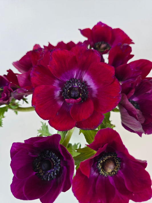 Hot Pink Purple Anemones