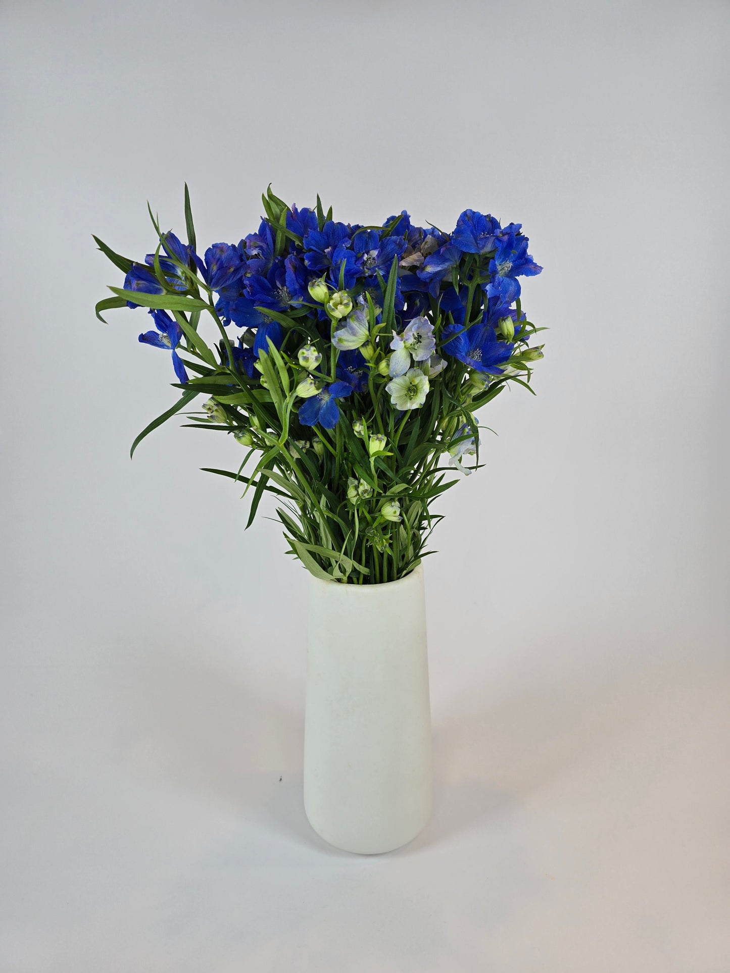 Blue Spray Delphinium