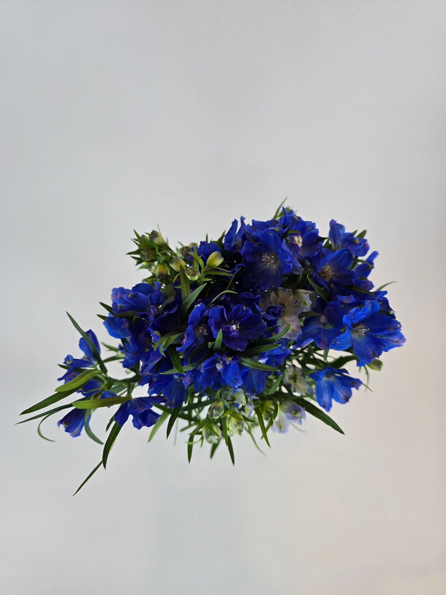 Blue Spray Delphinium