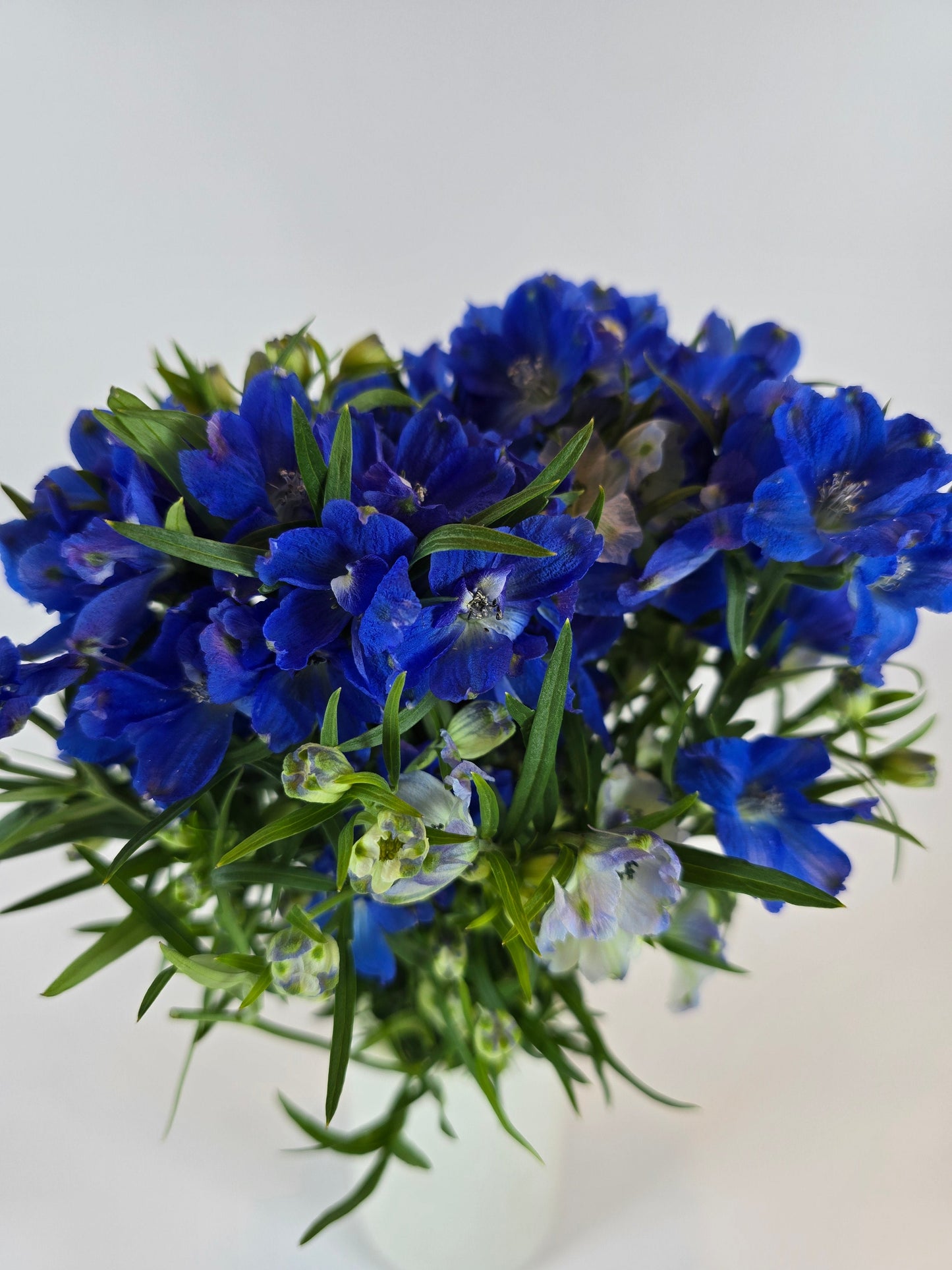 Blue Spray Delphinium