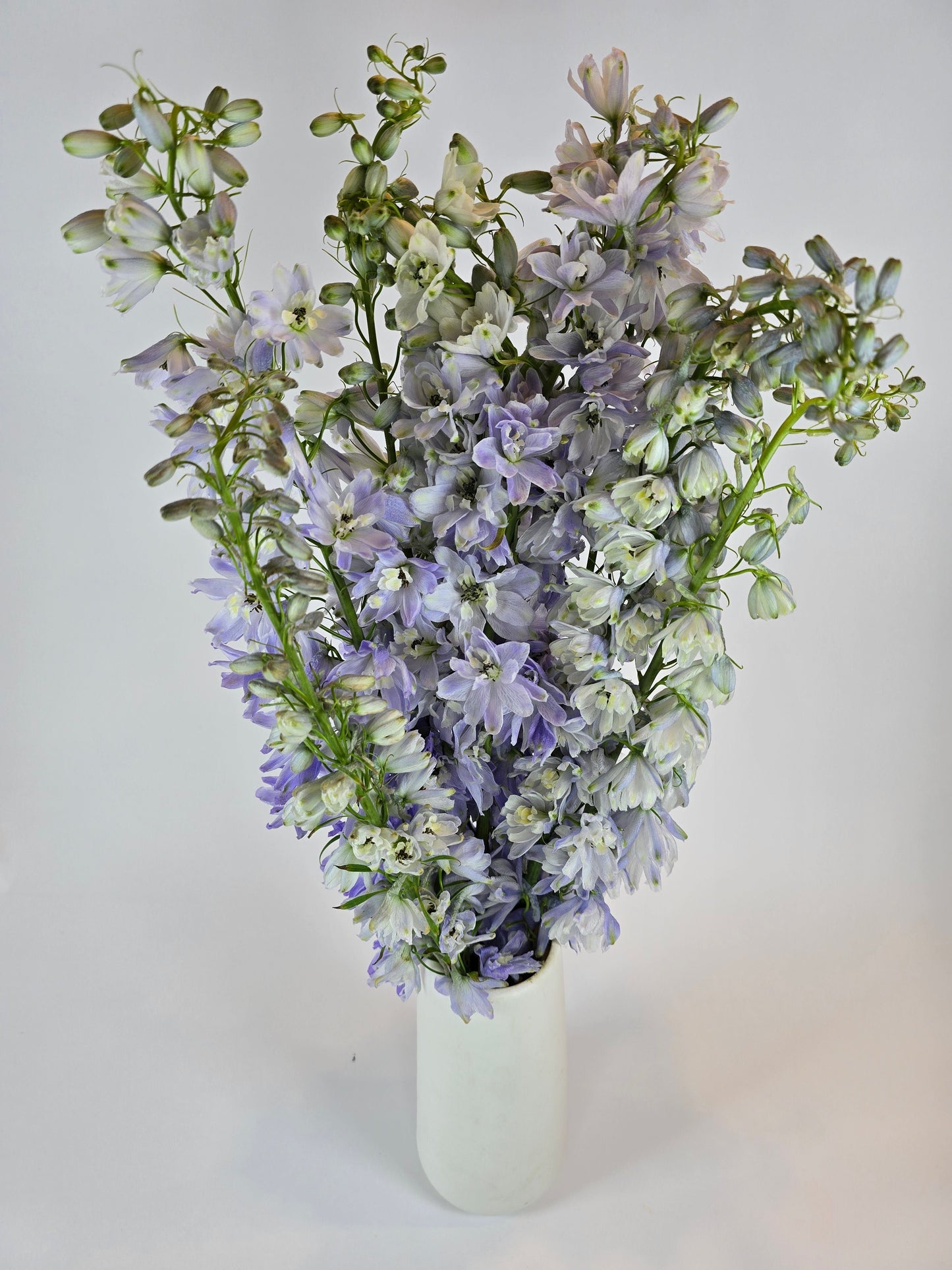 Lavender Delphinium