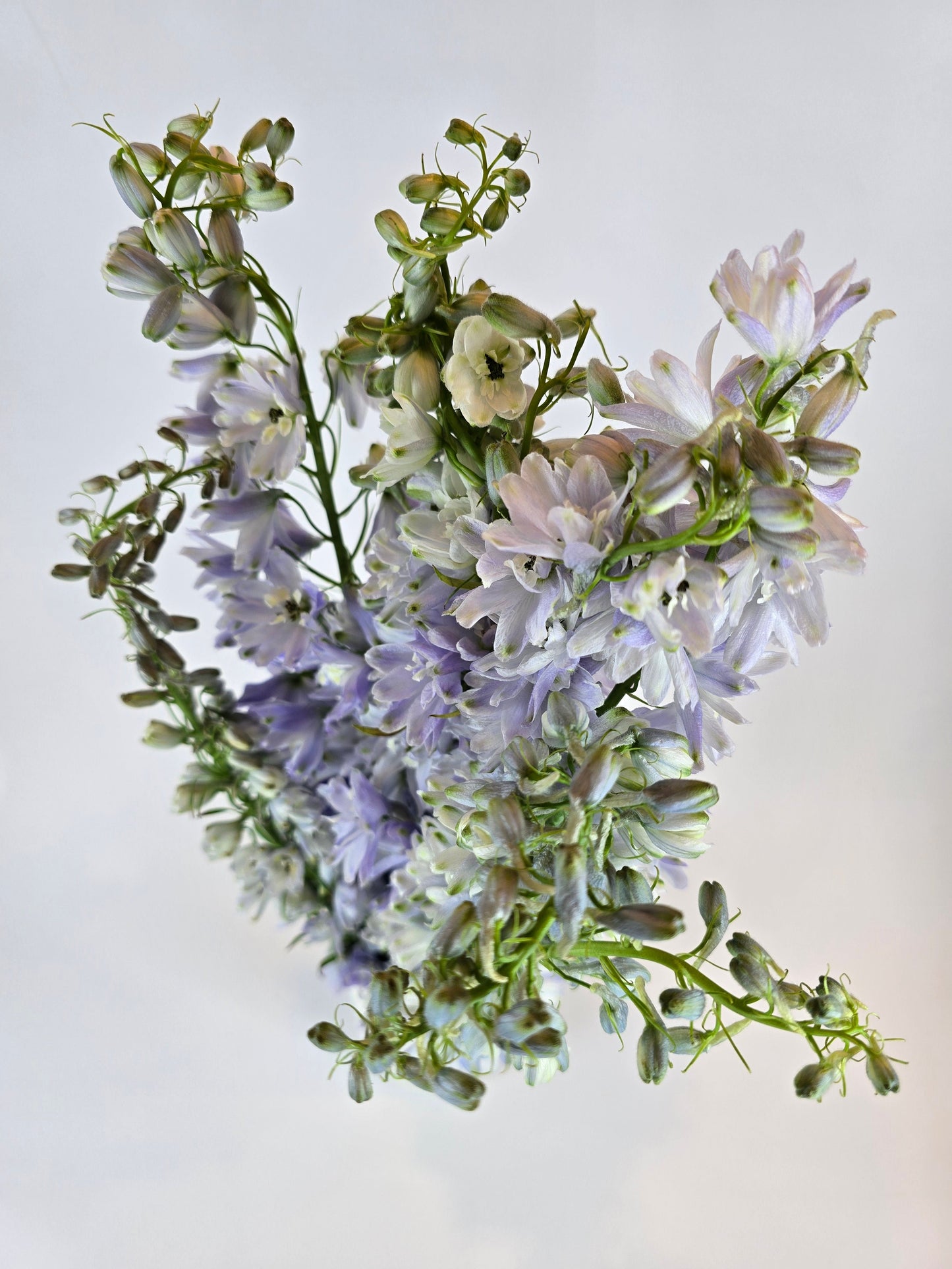 Lavender Delphinium