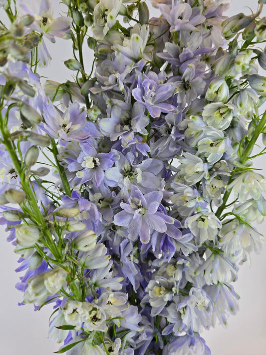 Lavender Delphinium