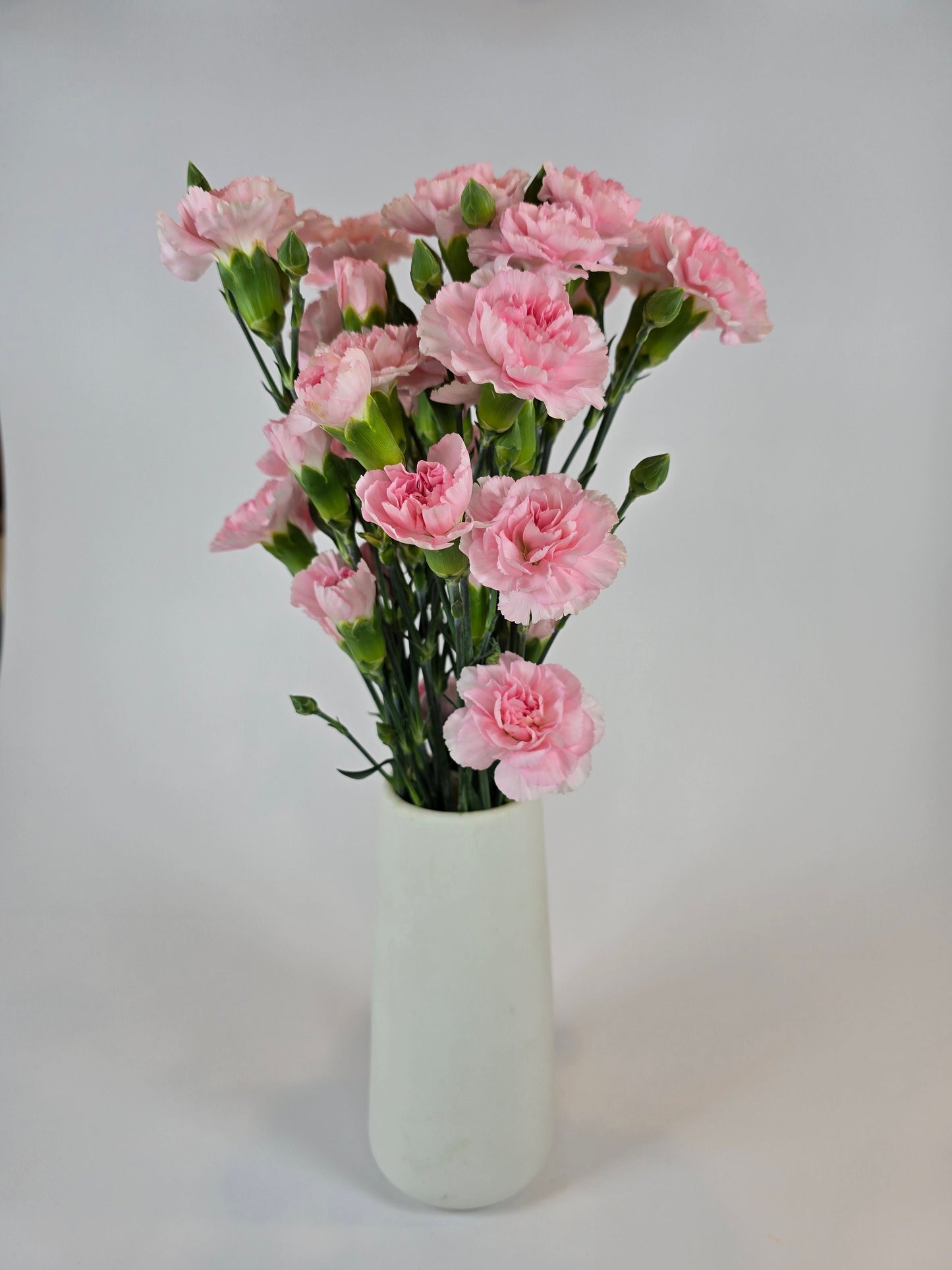 Pink Spray Carnation