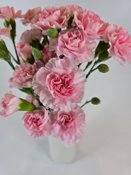 Pink Spray Carnation