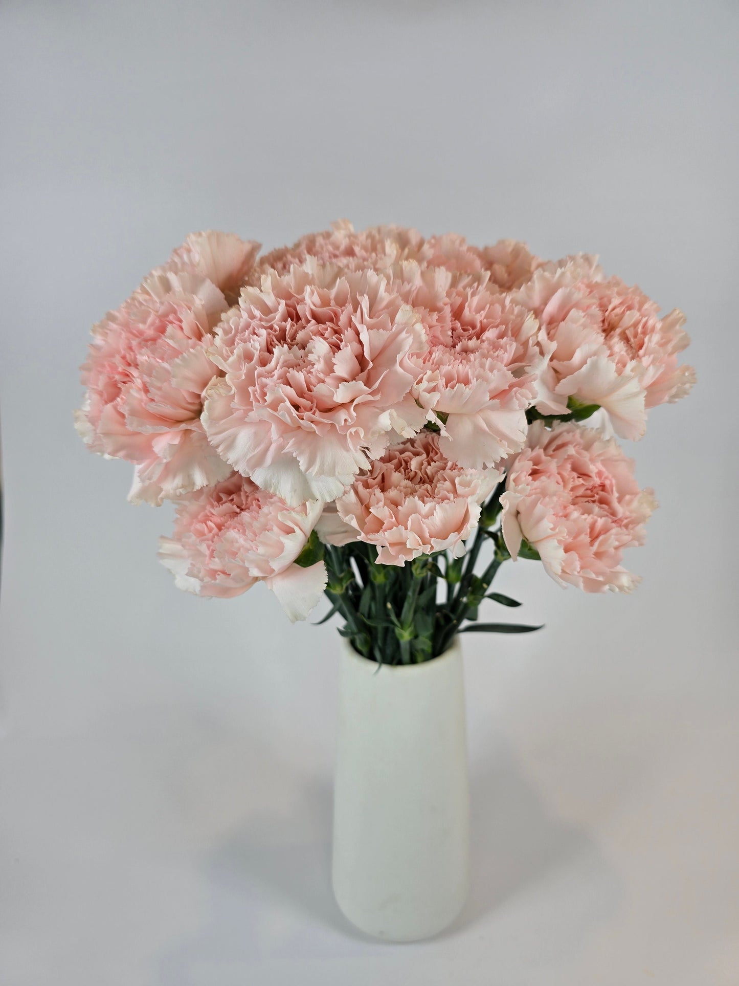 Peachy Pink Carnation