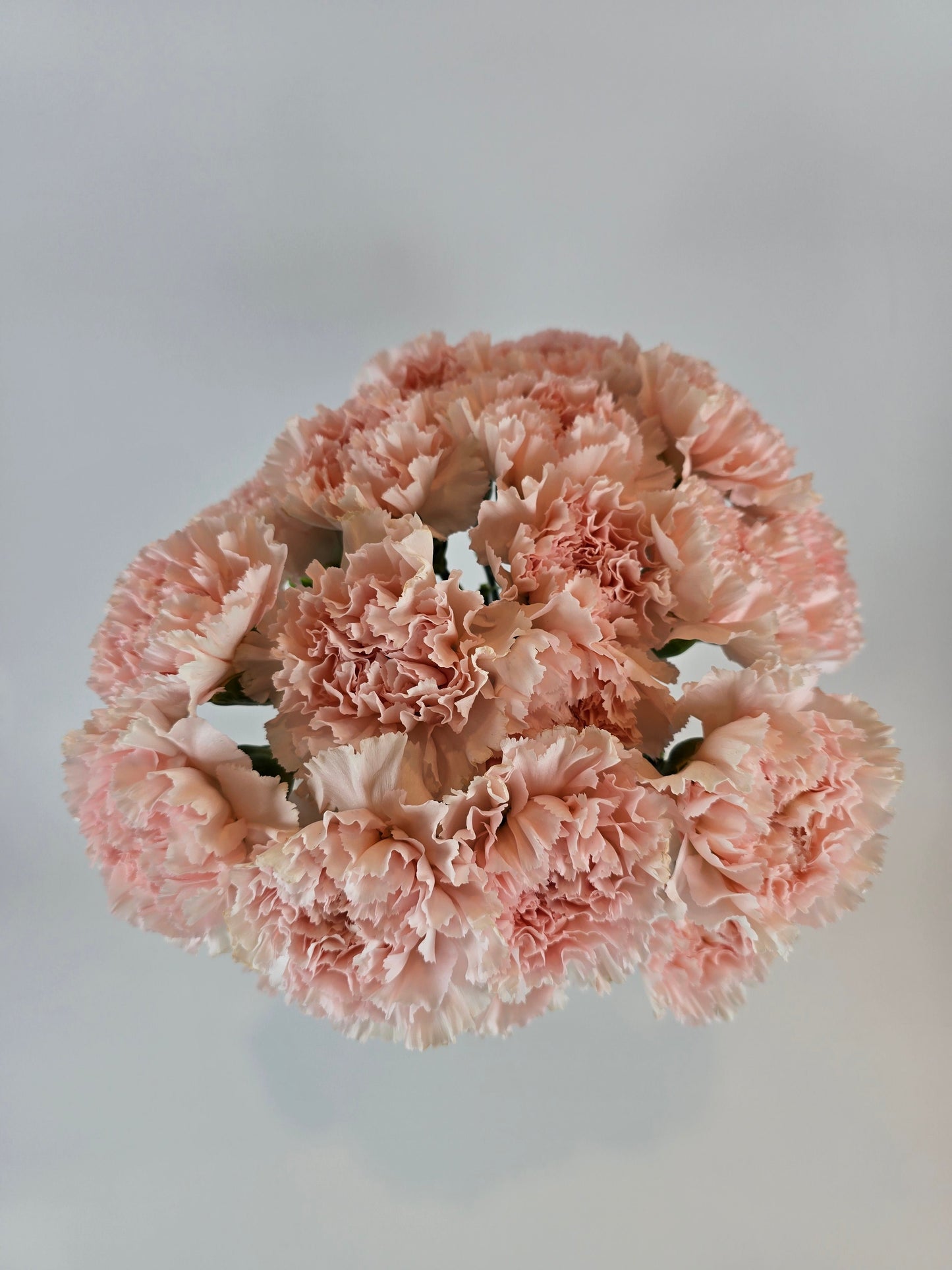 Peachy Pink Carnation