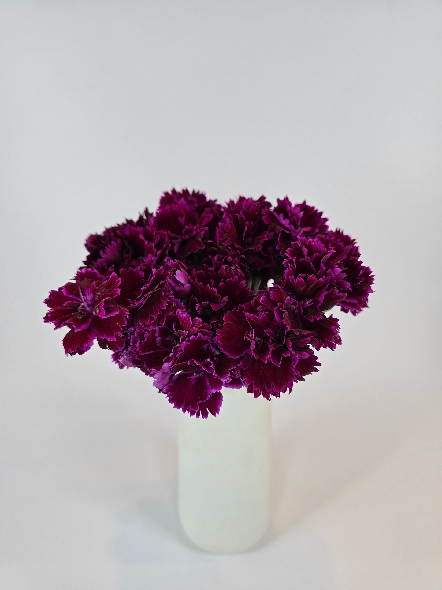 Burgundy Purple Dianthus