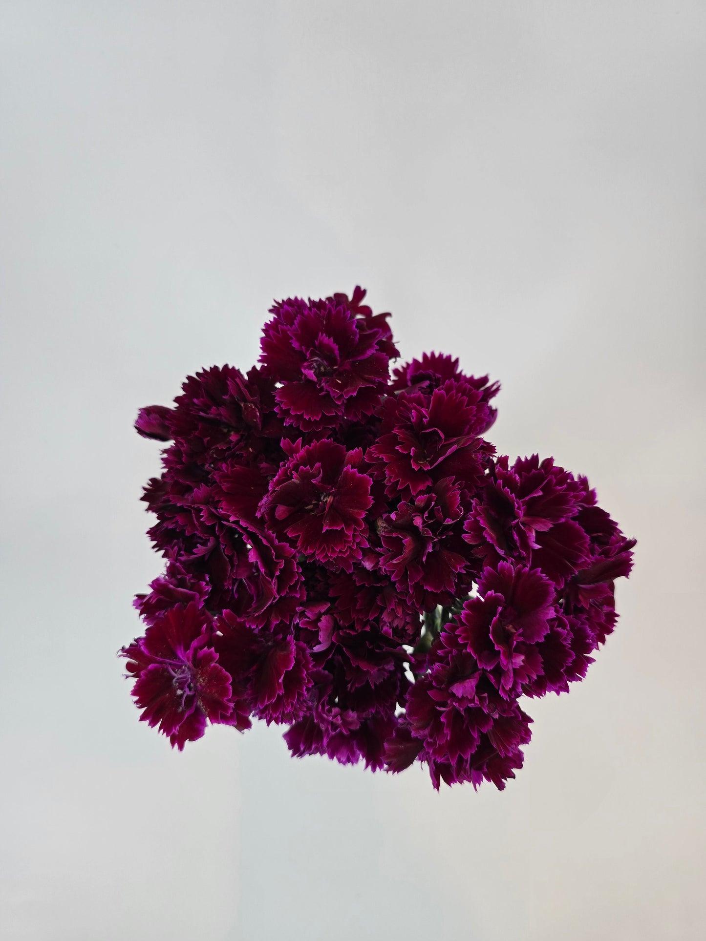 Burgundy Purple Dianthus