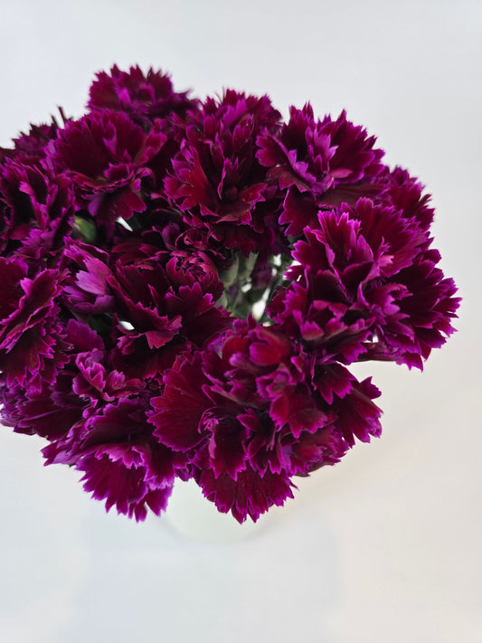 Burgundy Purple Dianthus