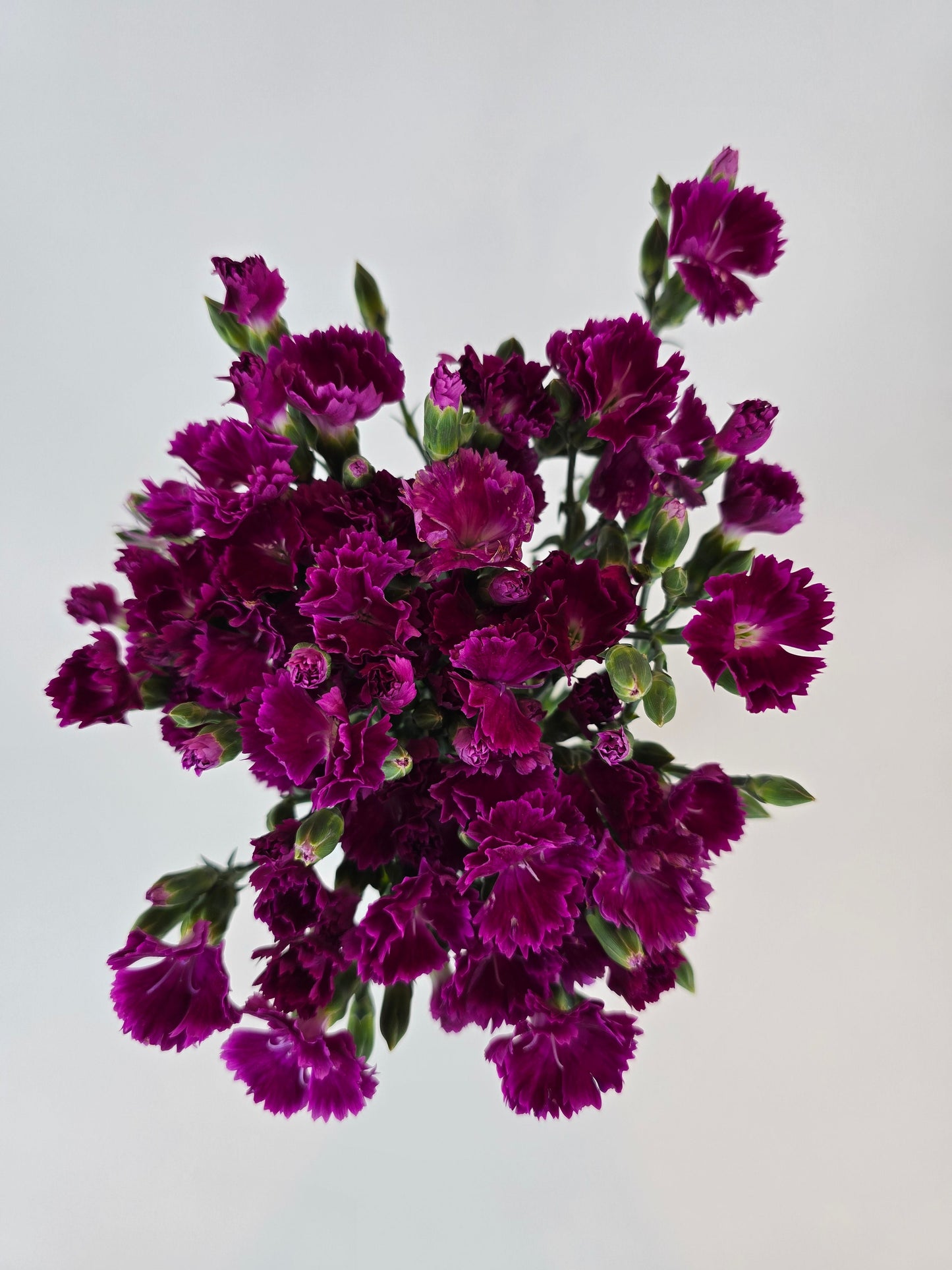 Magenta Dianthus