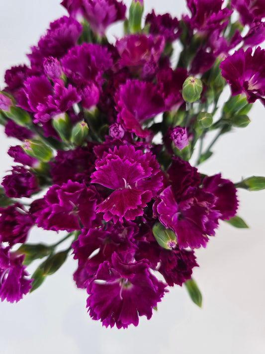 Magenta Dianthus