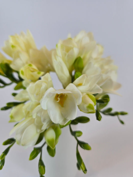 White Freesia