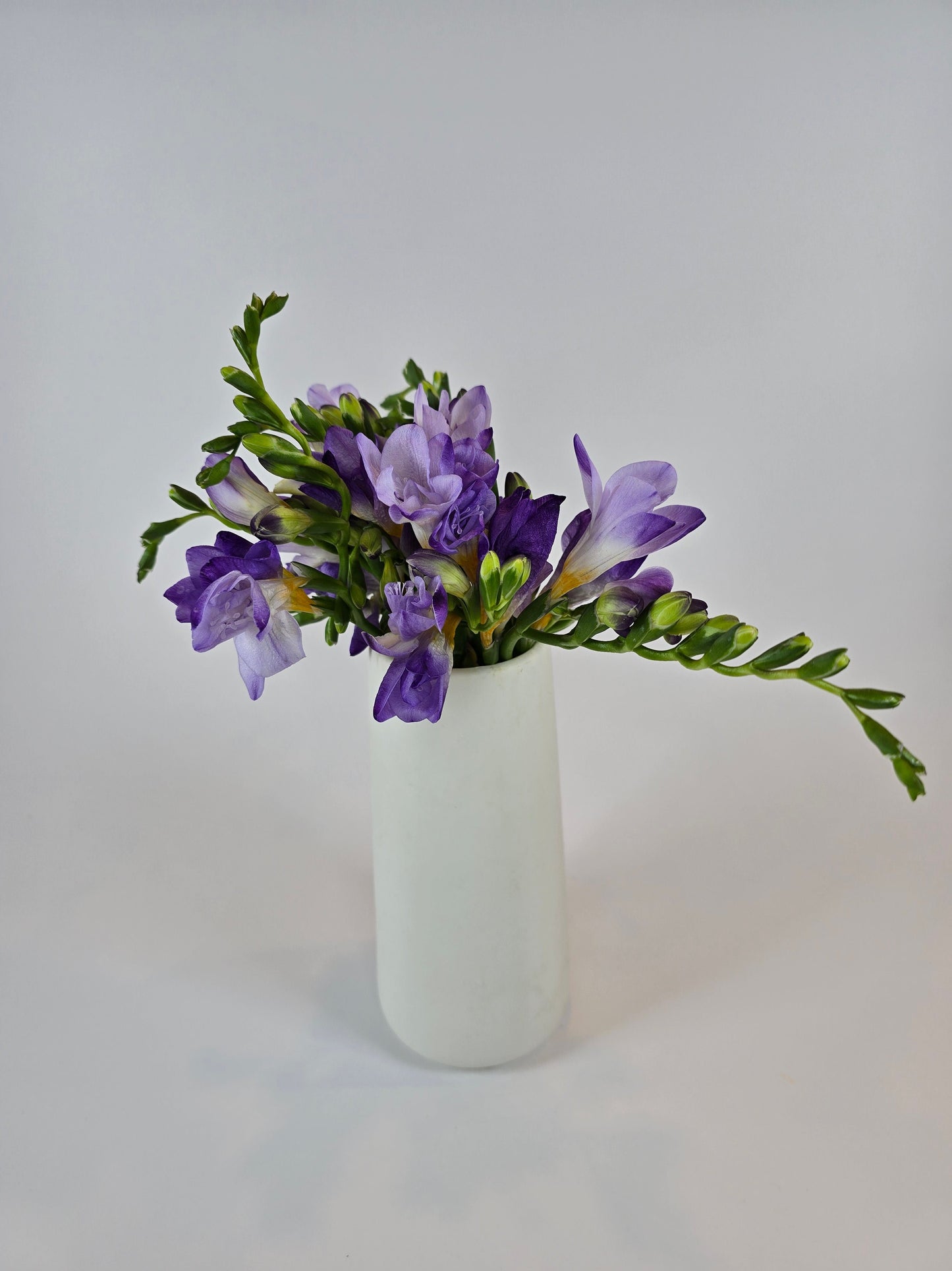 Lavender Freesia