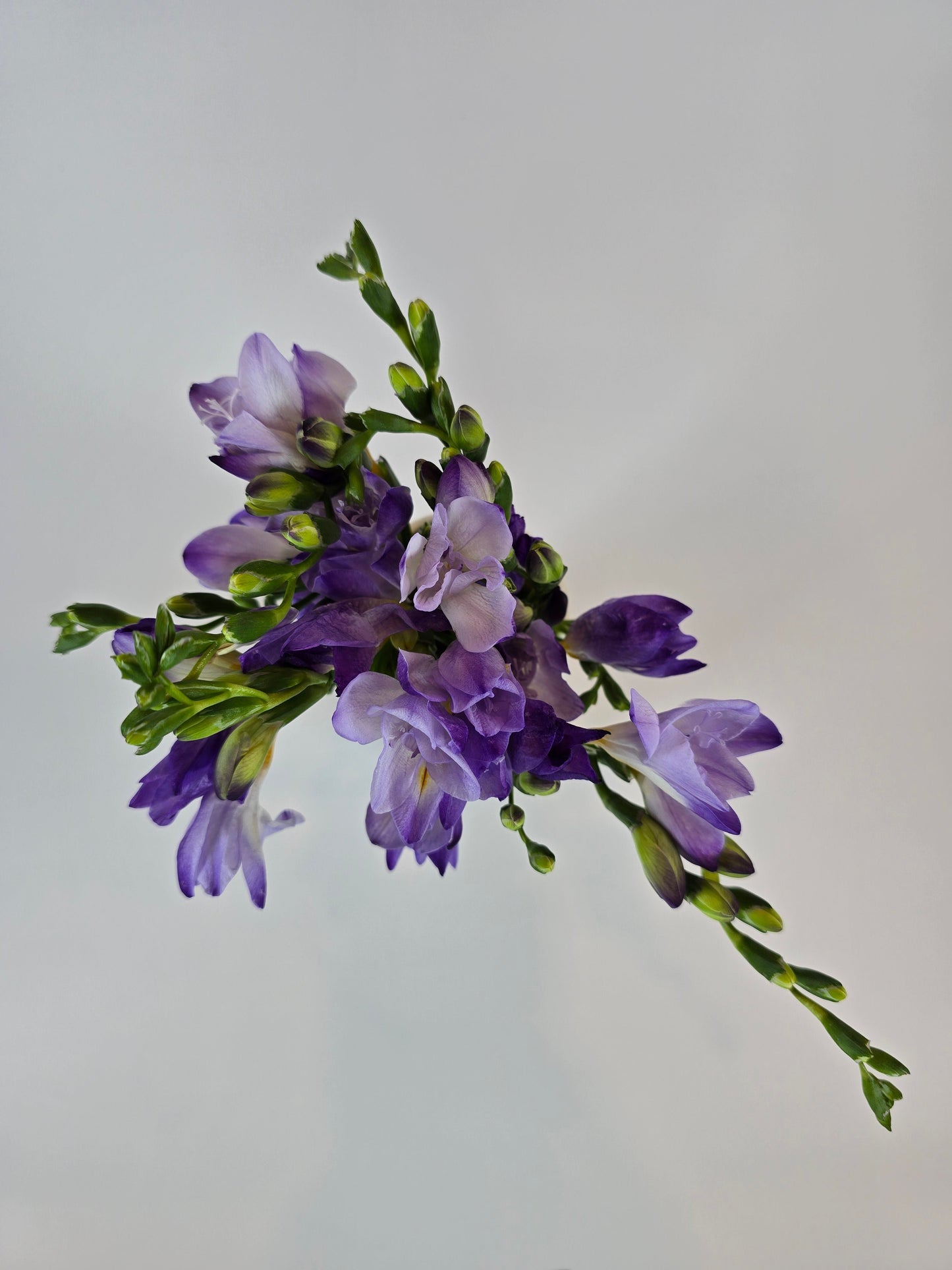 Lavender Freesia