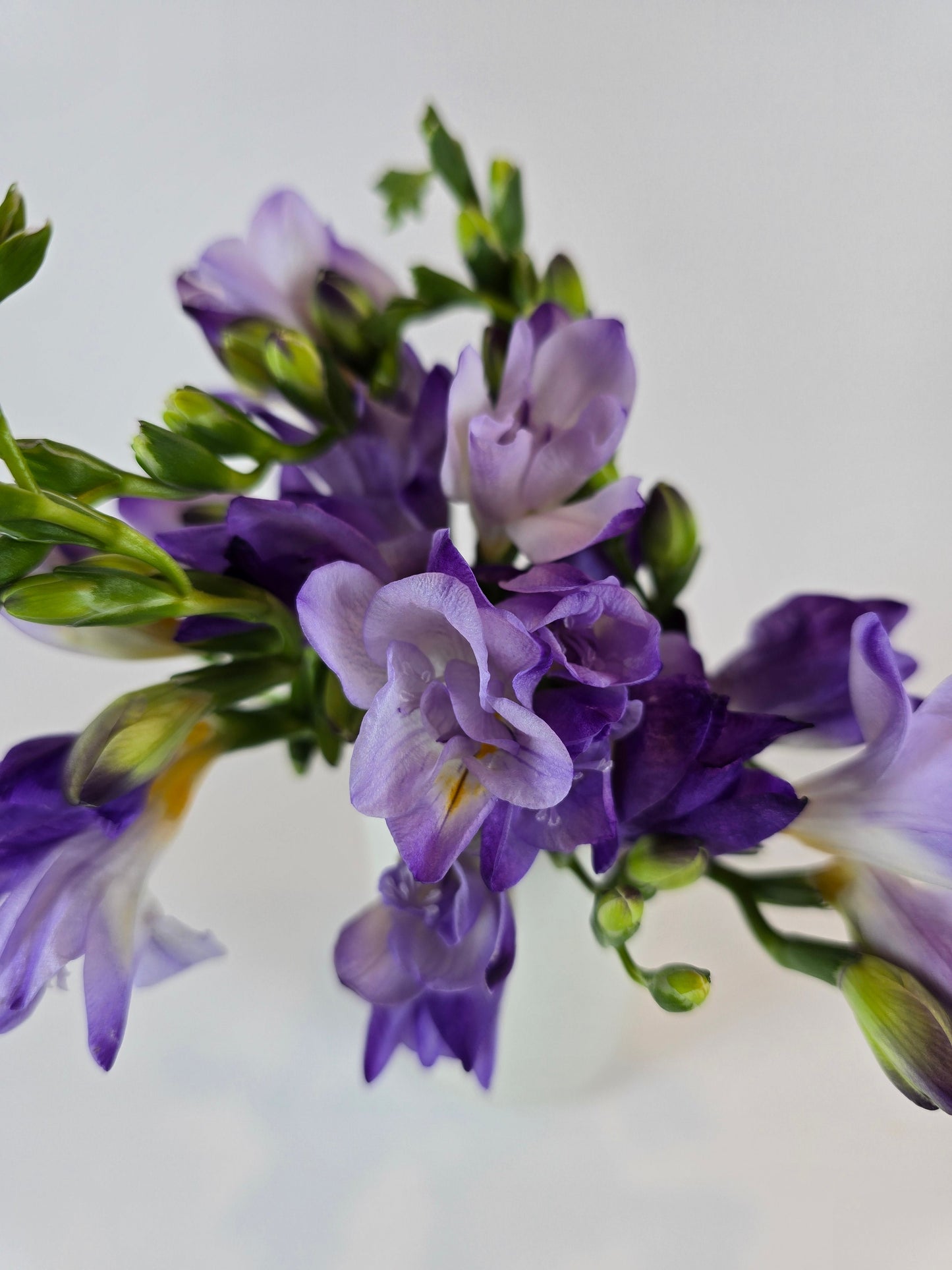 Lavender Freesia