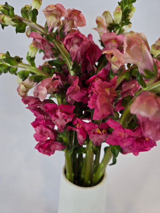 Pink Snapdragon